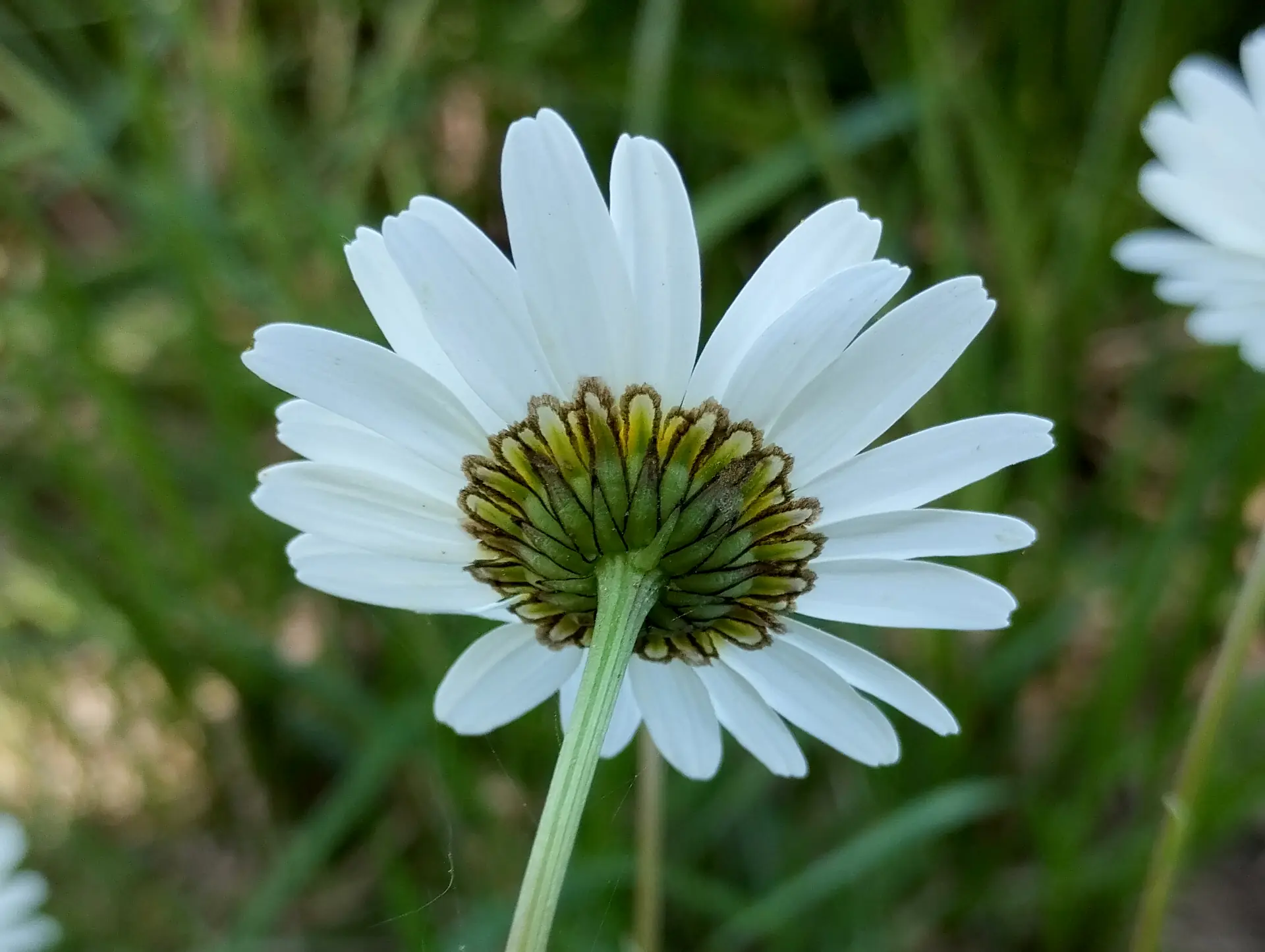 img/leucanthemum-vulgare-3.webp