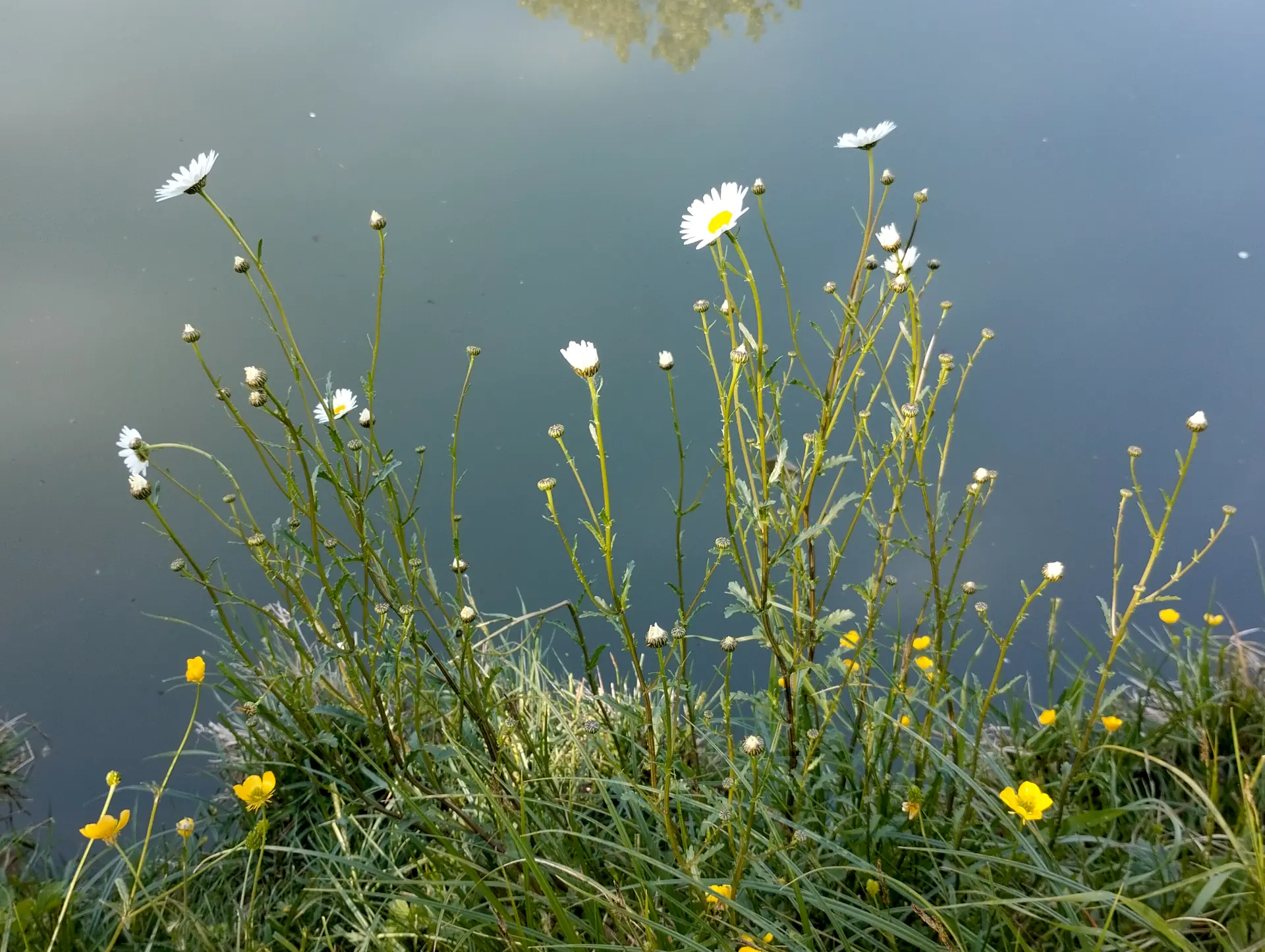 img/leucanthemum-vulgare-4.webp