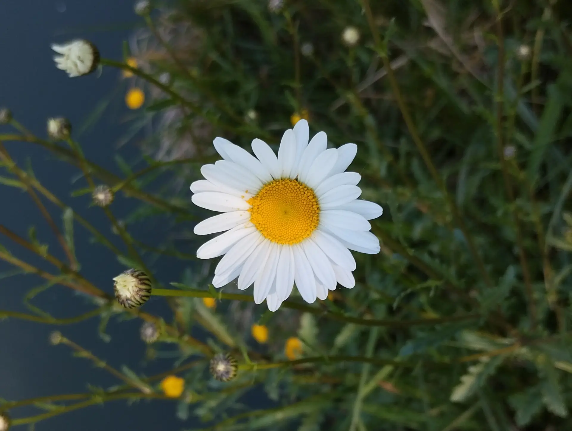img/leucanthemum-vulgare.webp