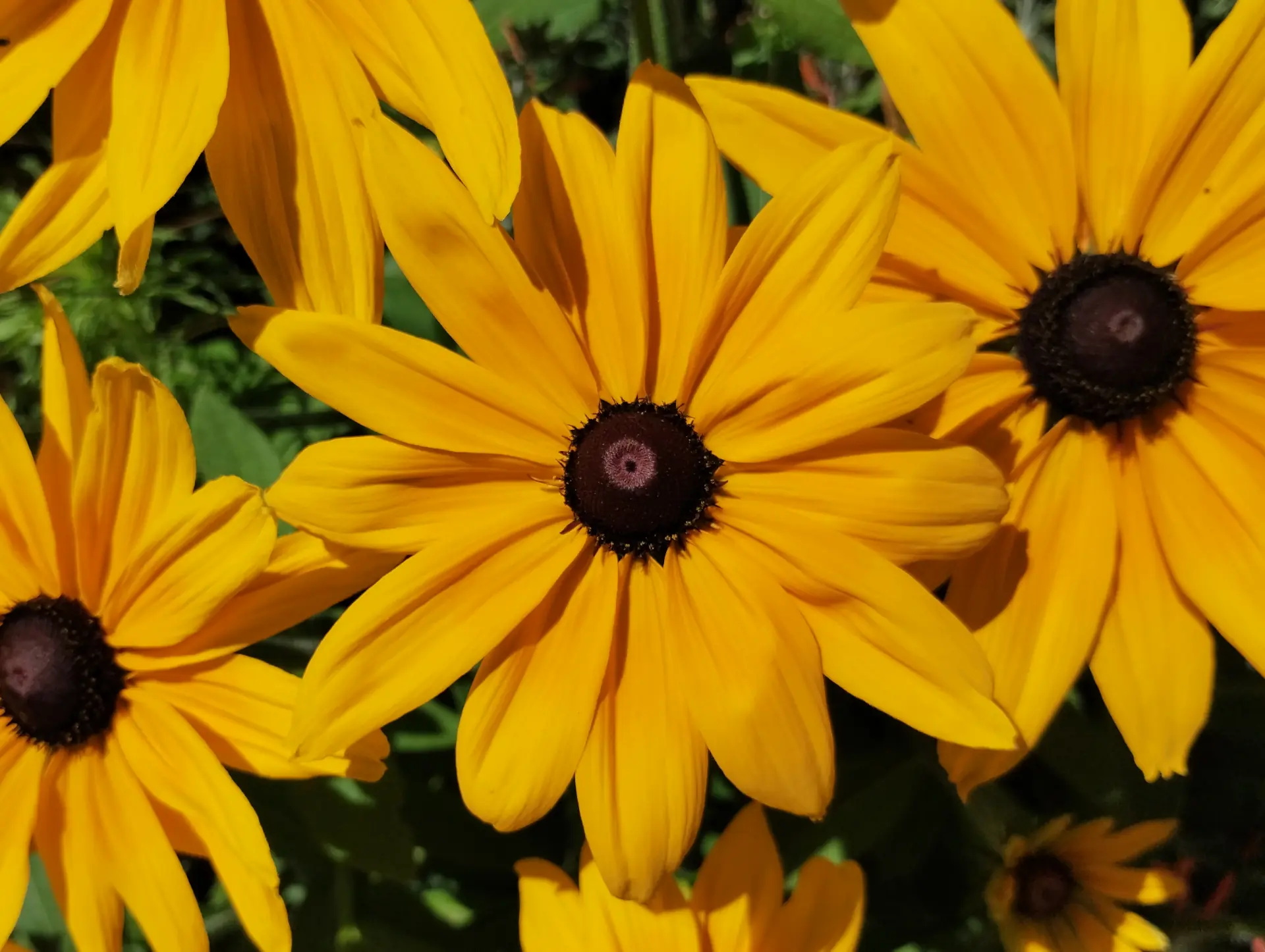 img/rudbeckia-fulgida.webp