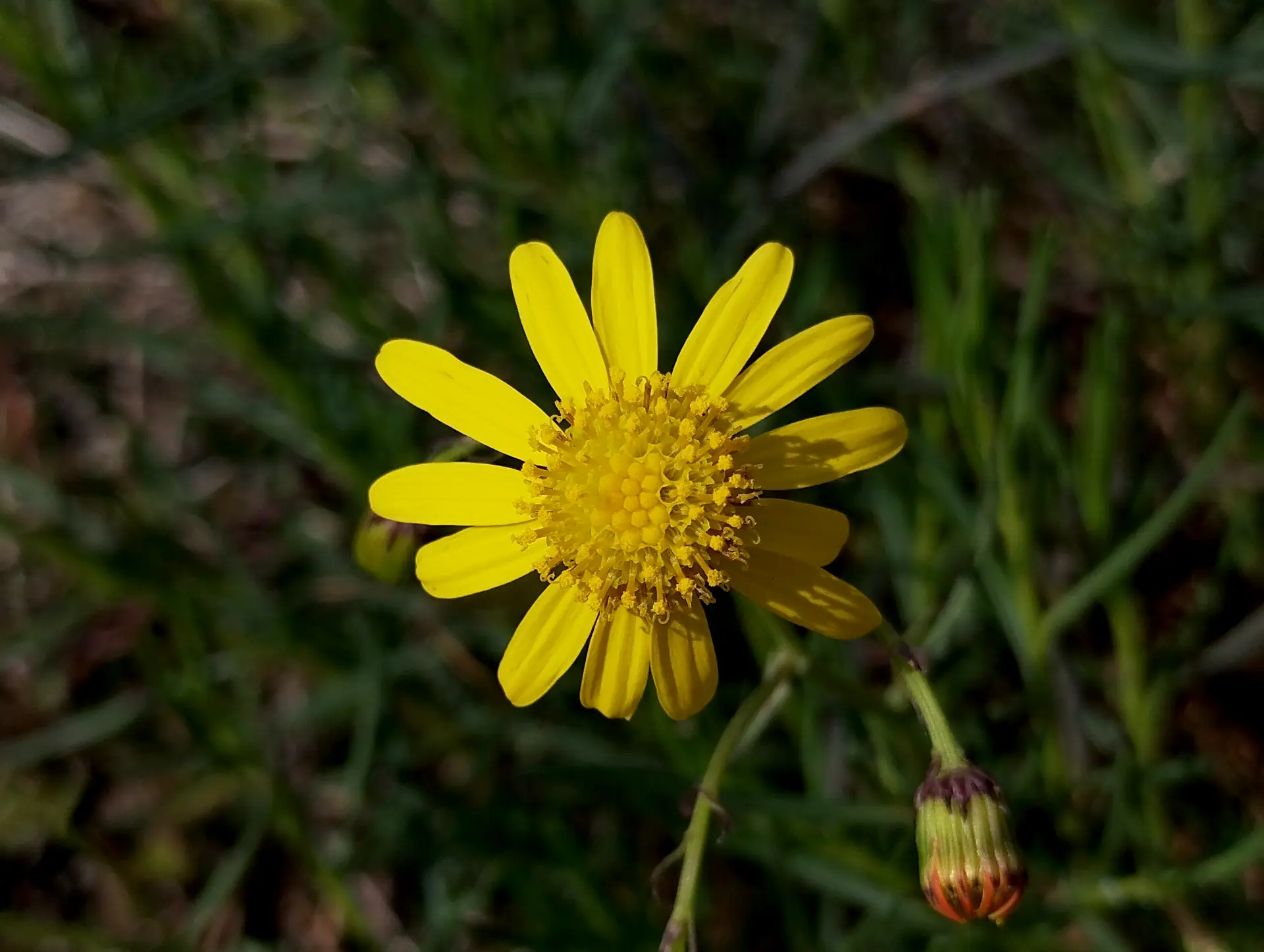 img/senecio-inaequidens.webp