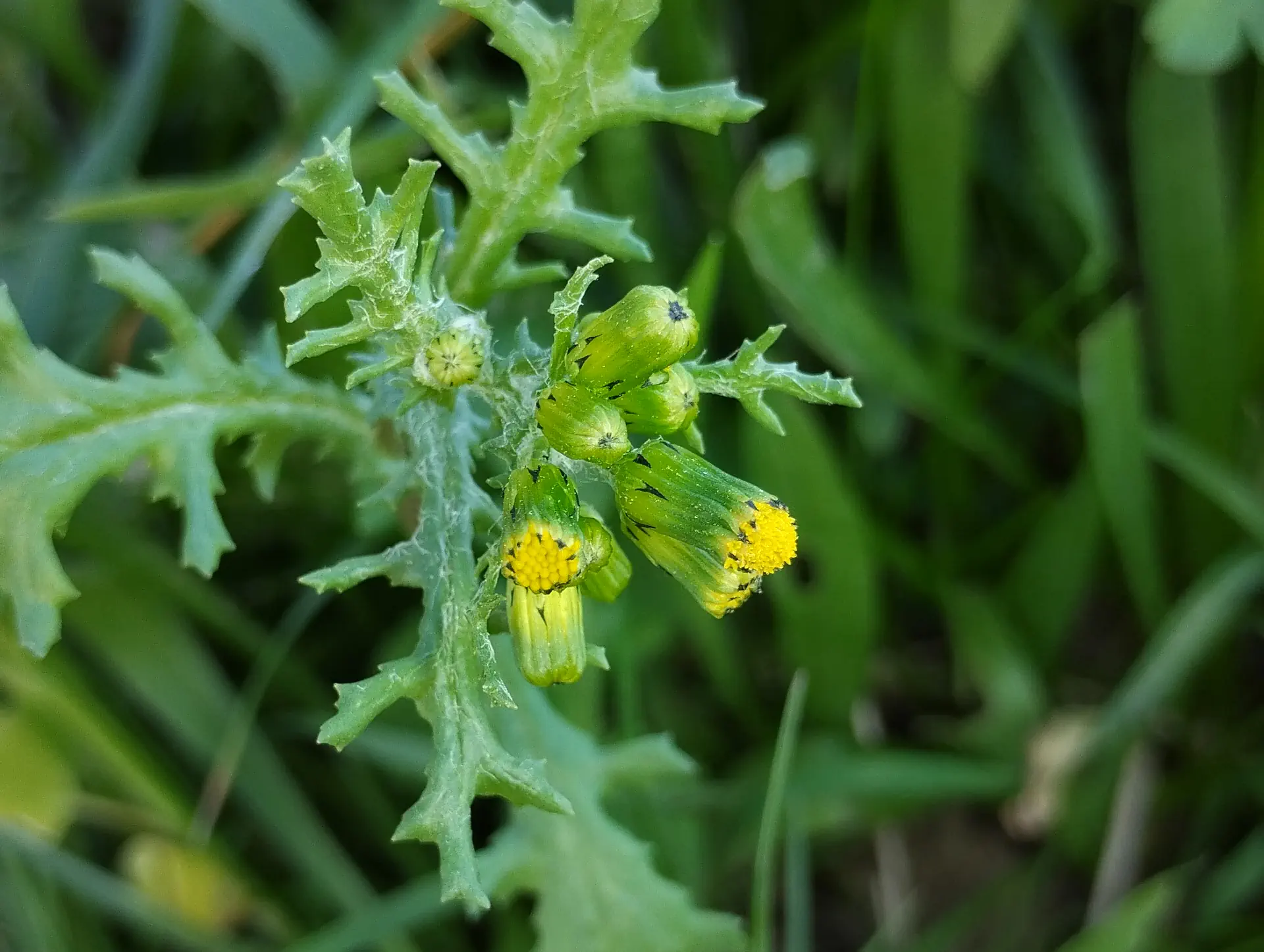 img/senecio-vulgaris.webp