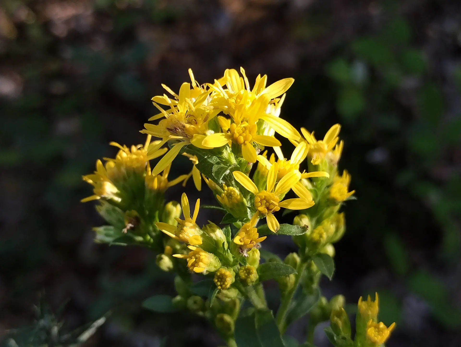 img/solidago-virgaurea-2.webp