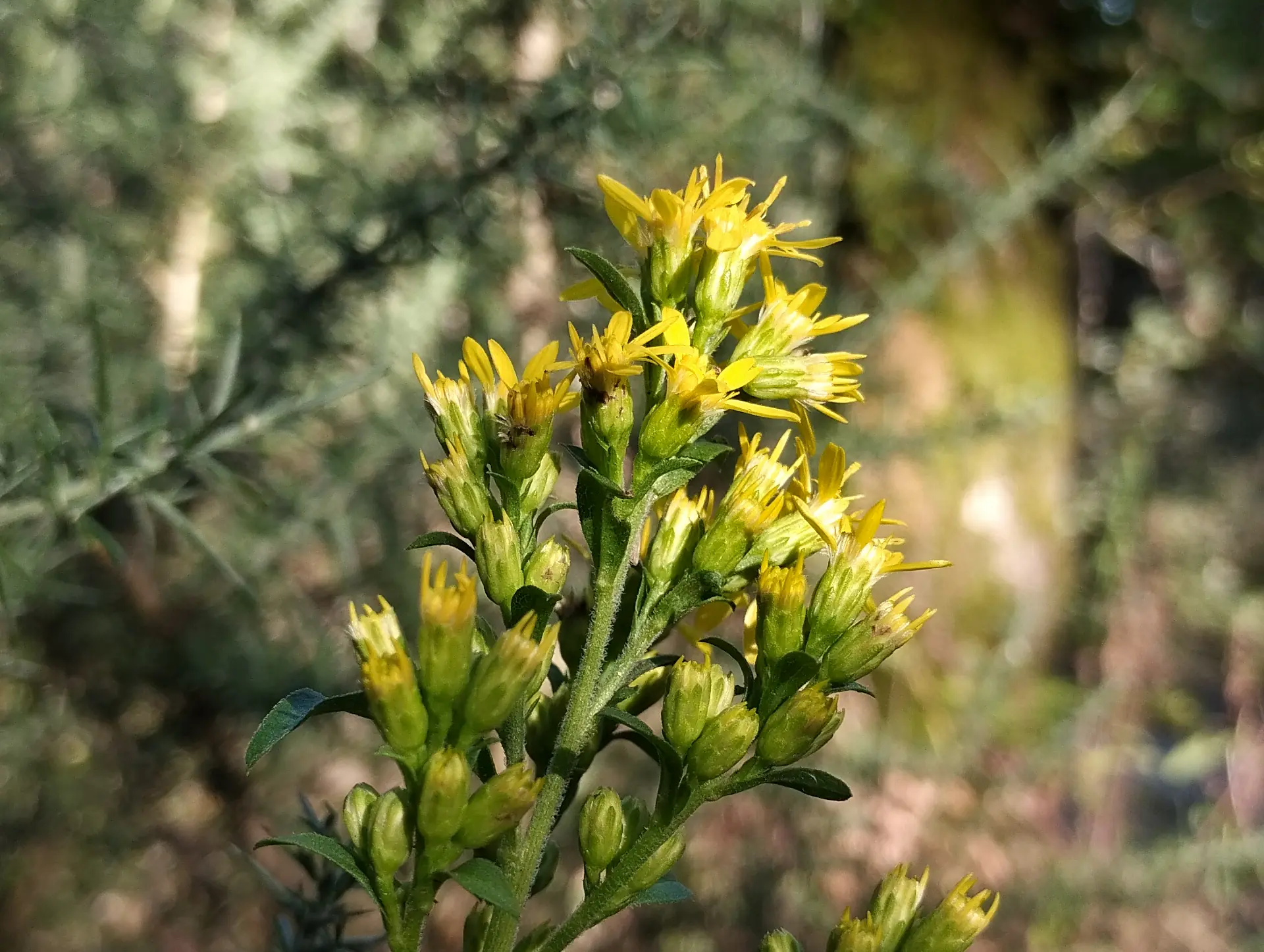 img/solidago-virgaurea-3.webp
