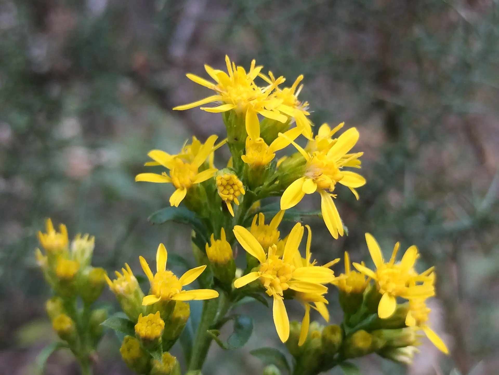 img/solidago-virgaurea-4.webp