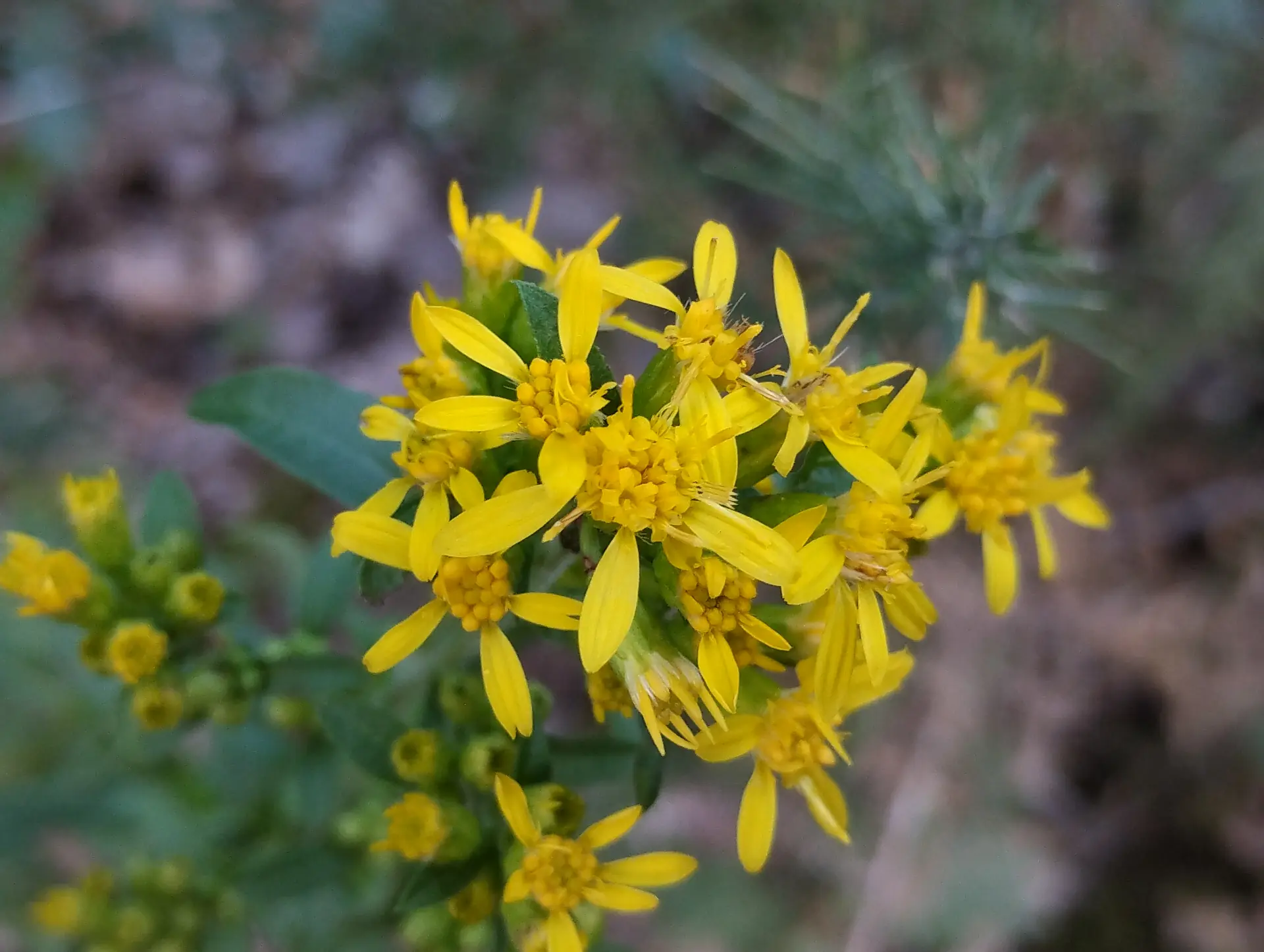 img/solidago-virgaurea-5.webp