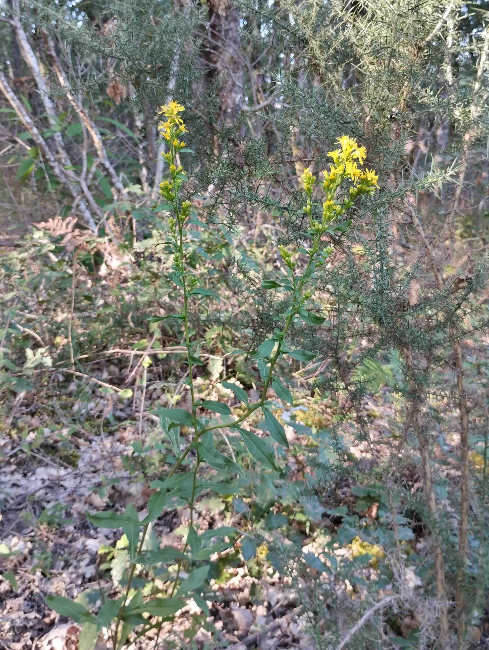 img/solidago-virgaurea-6.webp