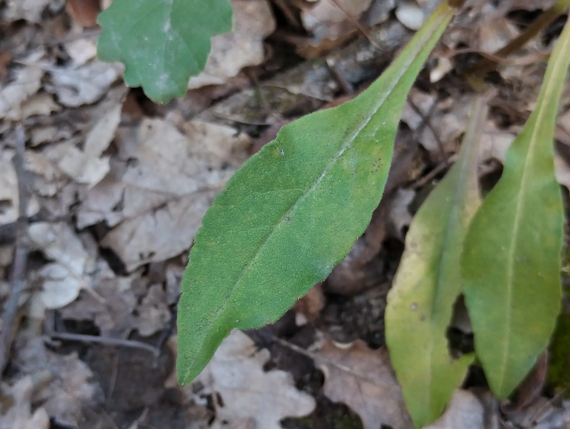 img/solidago-virgaurea-7.webp