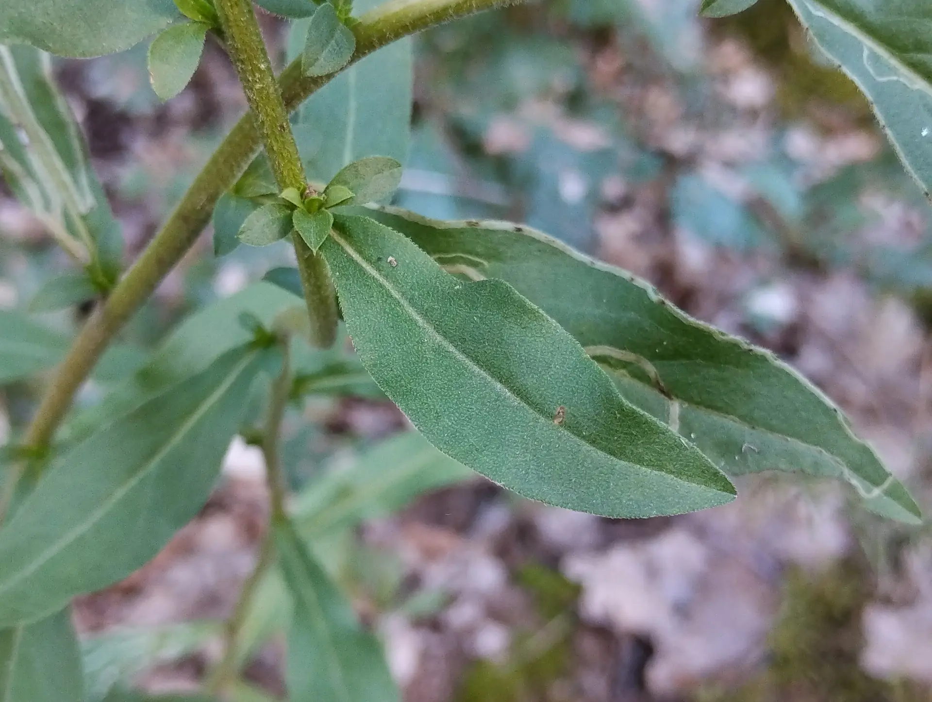 img/solidago-virgaurea-8.webp