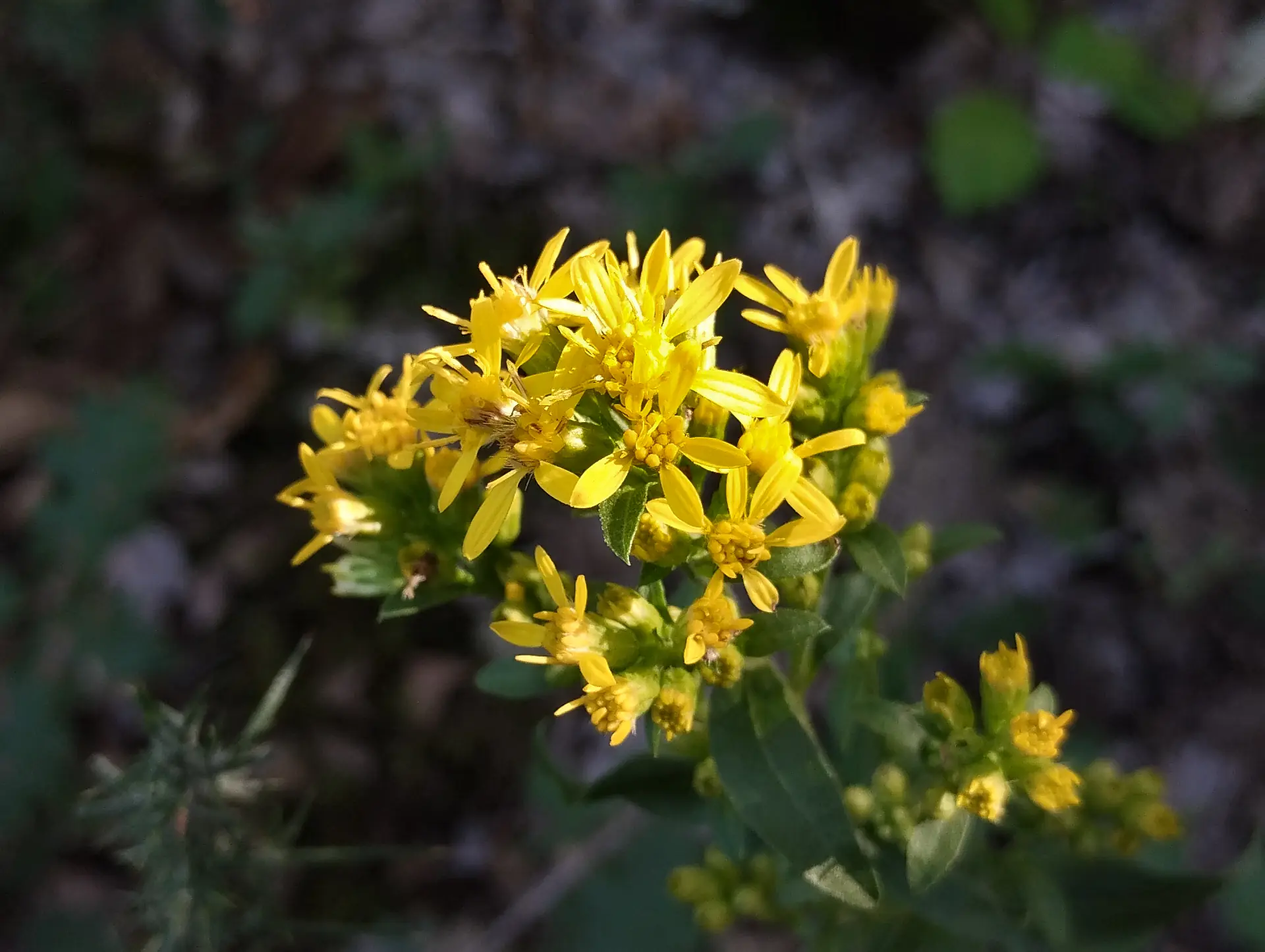 img/solidago-virgaurea.webp