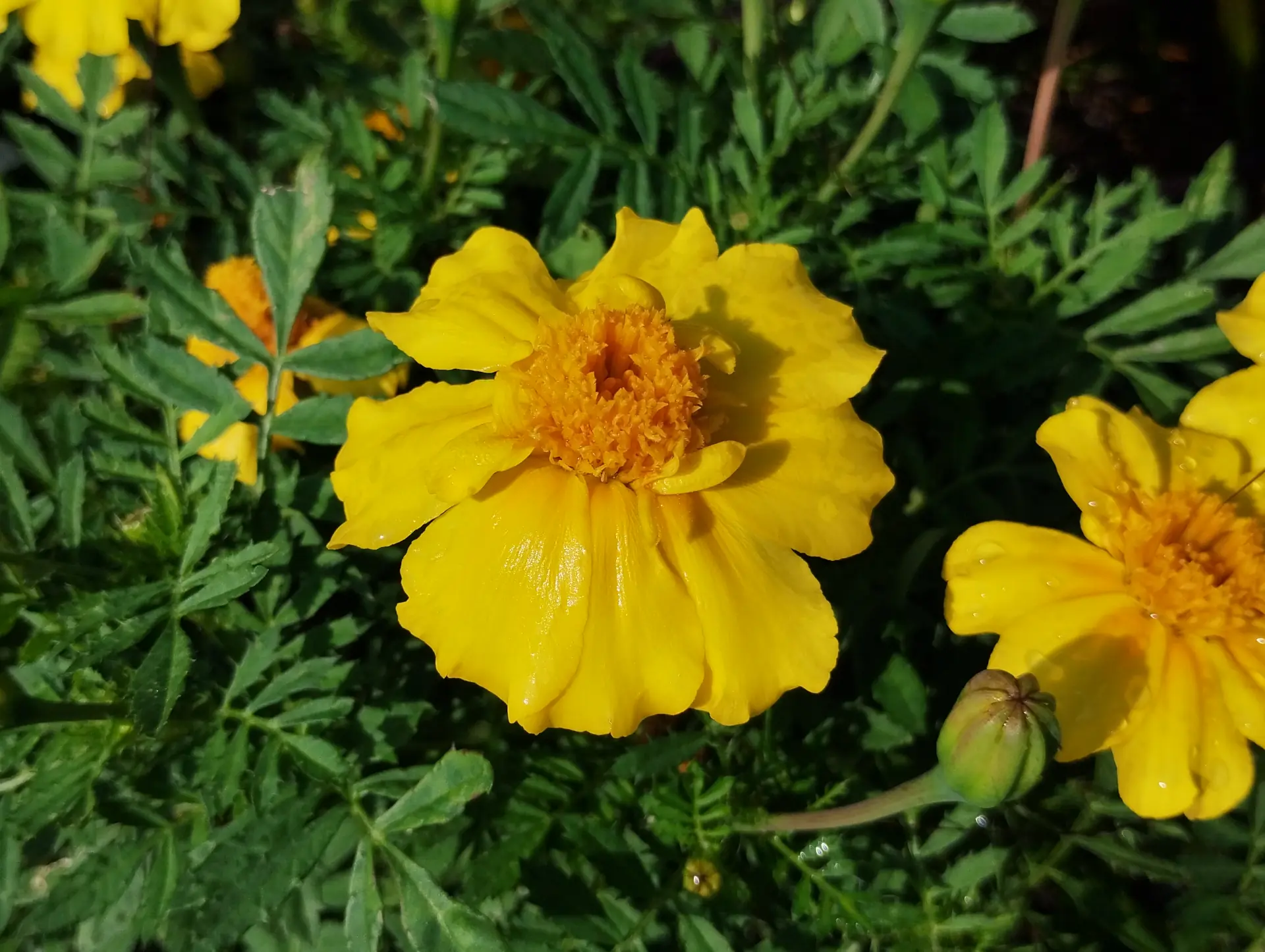 img/tagetes-erecta-2.webp
