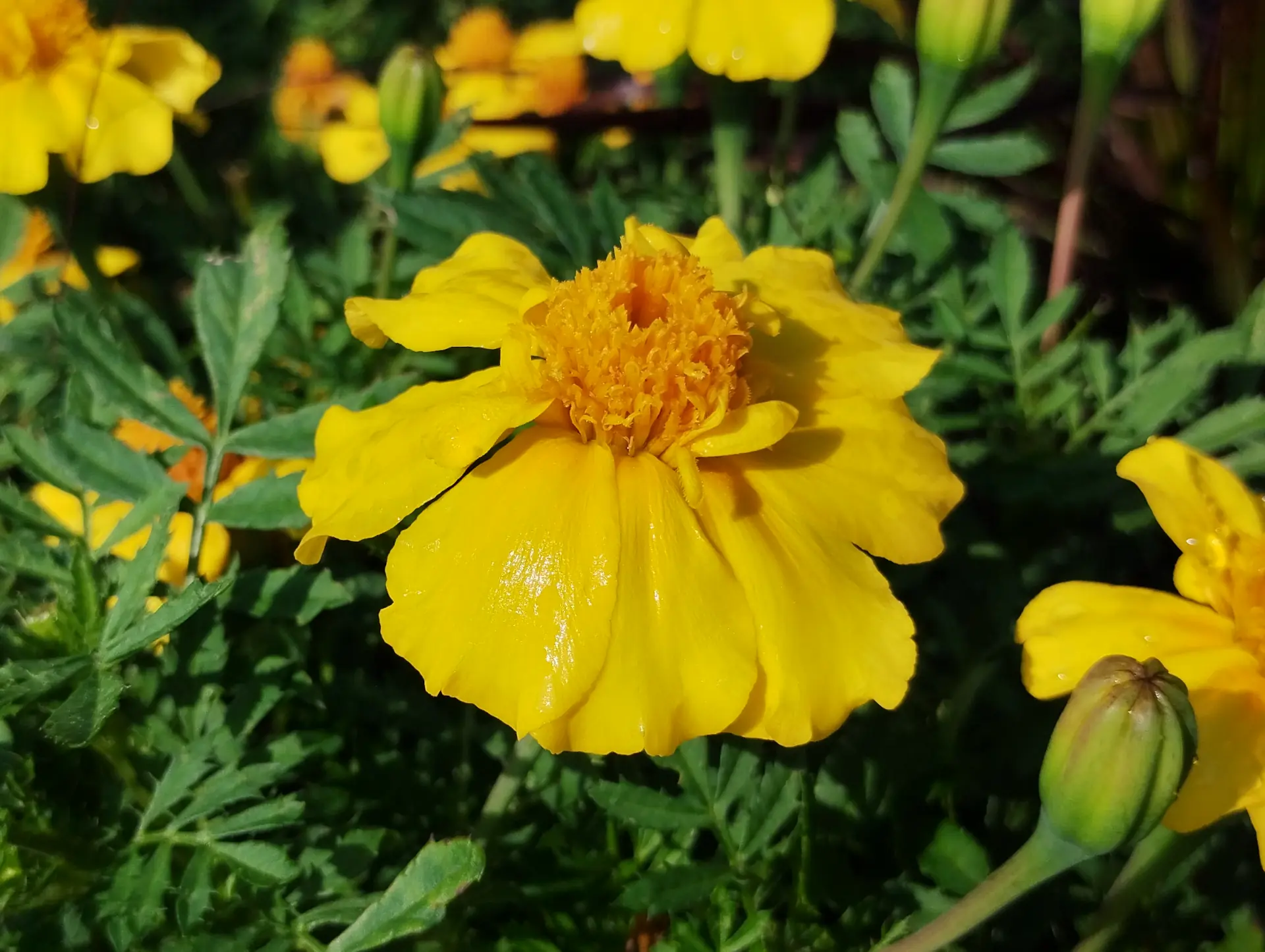 img/tagetes-erecta-3.webp
