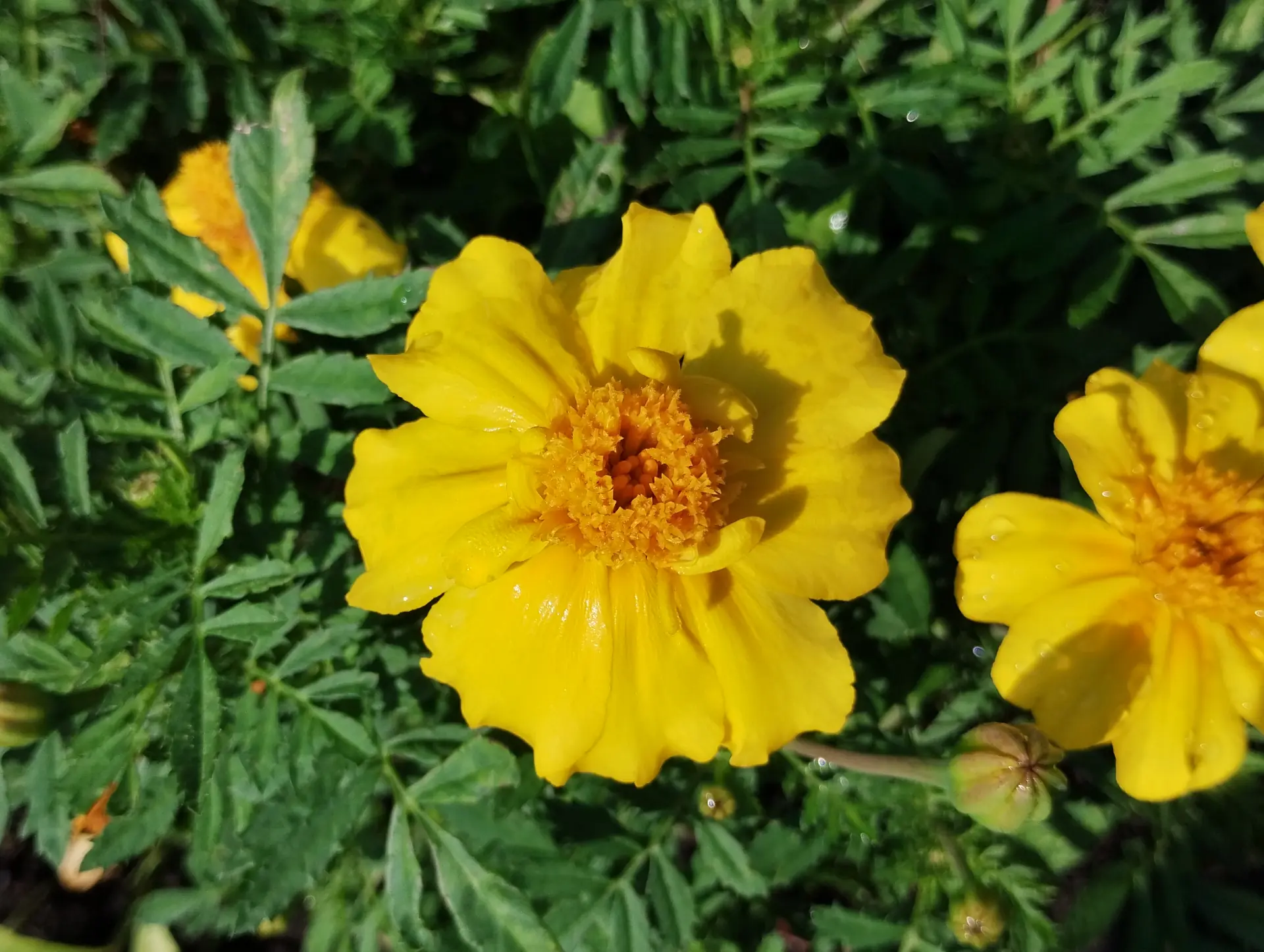 img/tagetes-erecta.webp