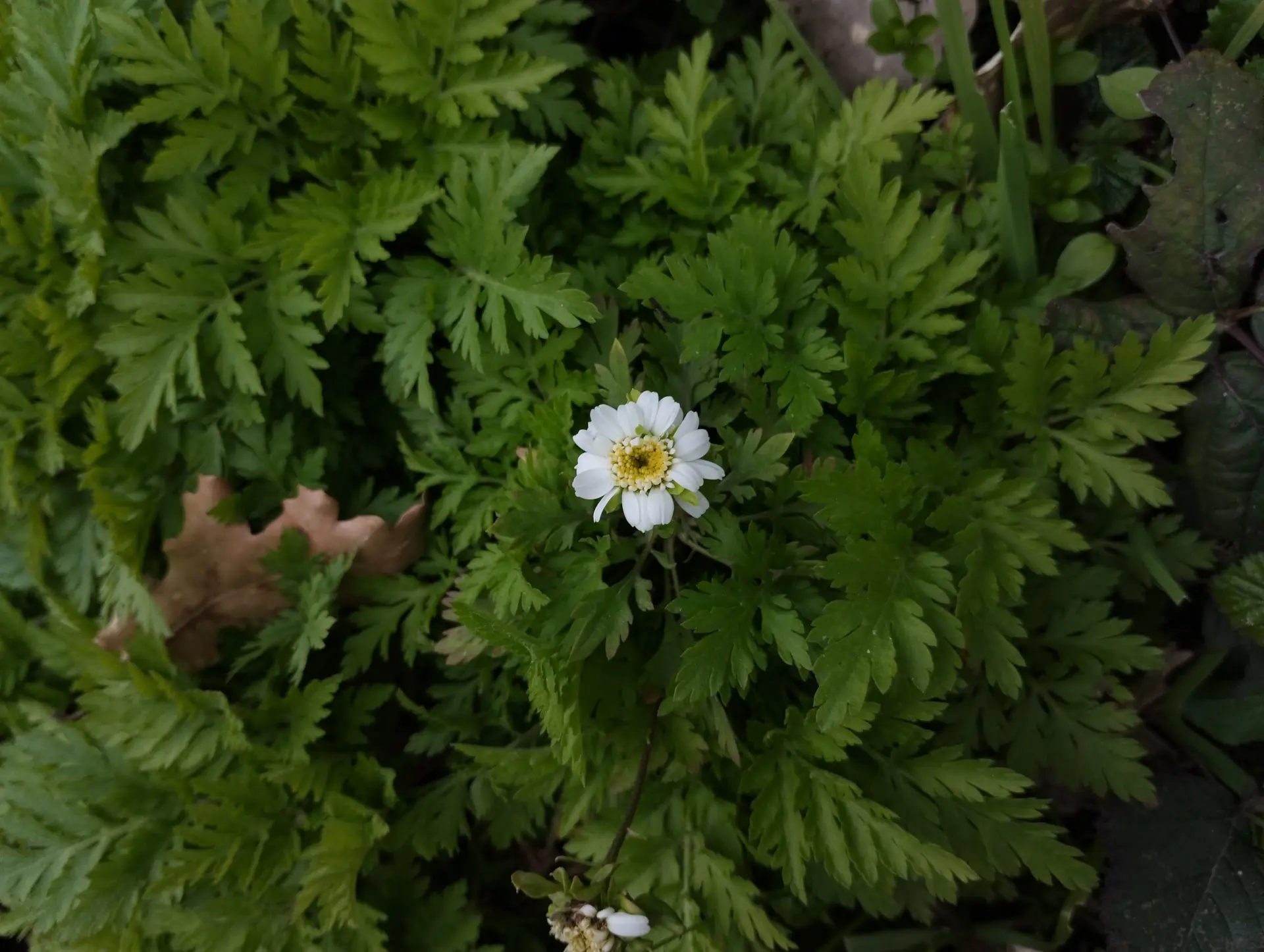img/tanacetum-parthenium-2.webp
