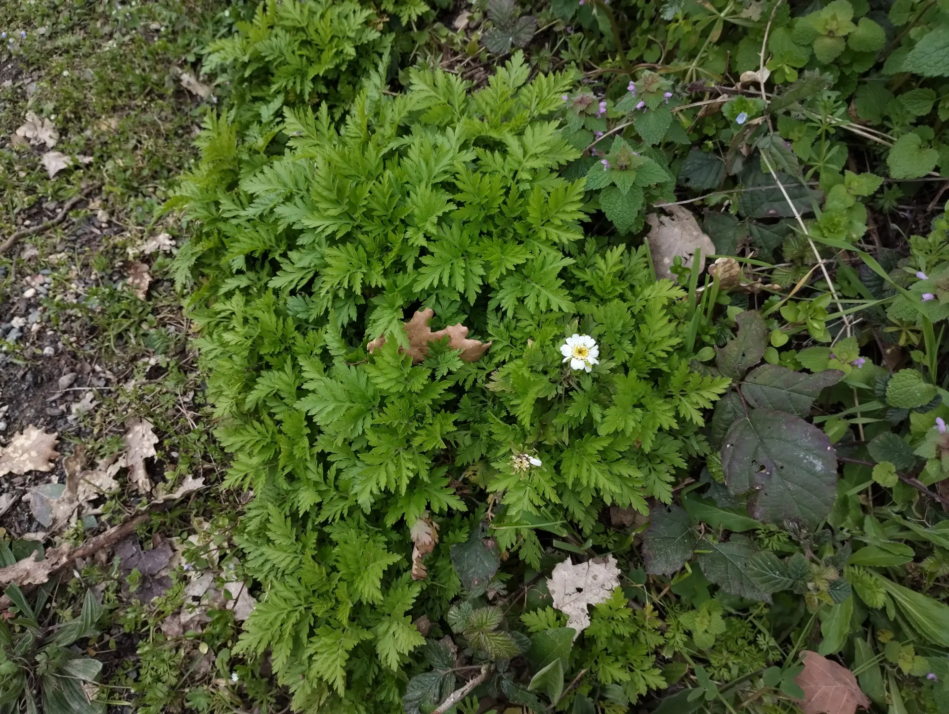 img/tanacetum-parthenium-3.webp