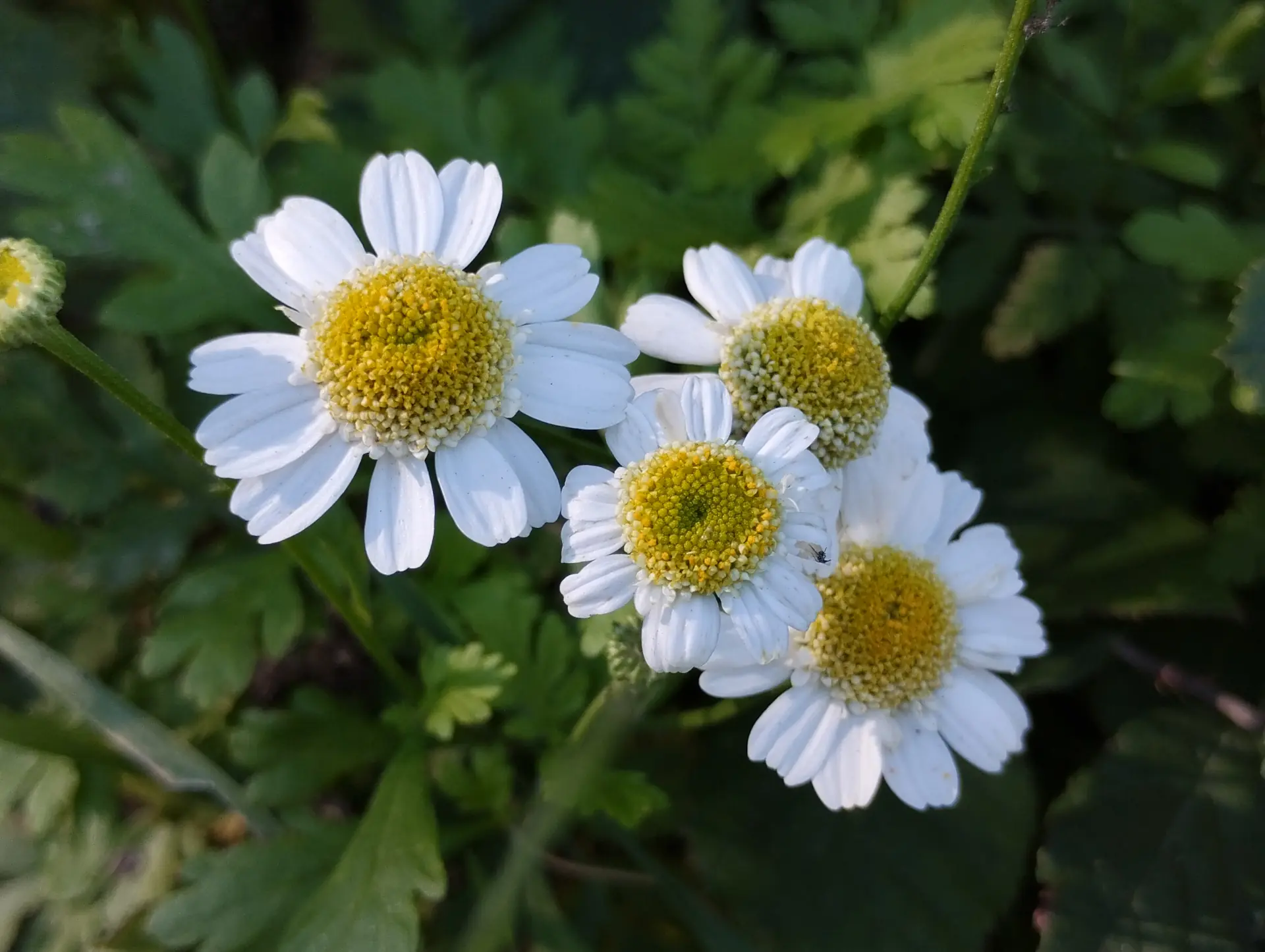 img/tanacetum-parthenium-4.webp