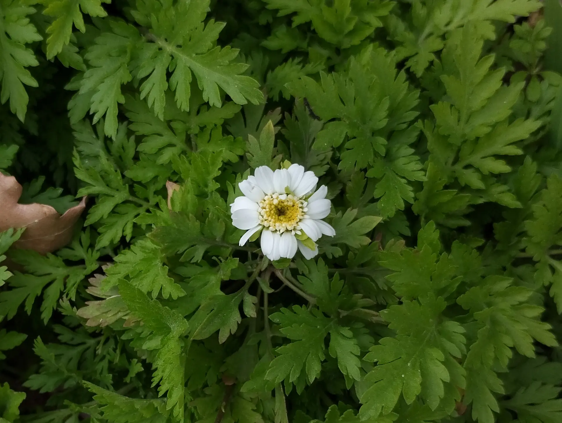 img/tanacetum-parthenium.webp