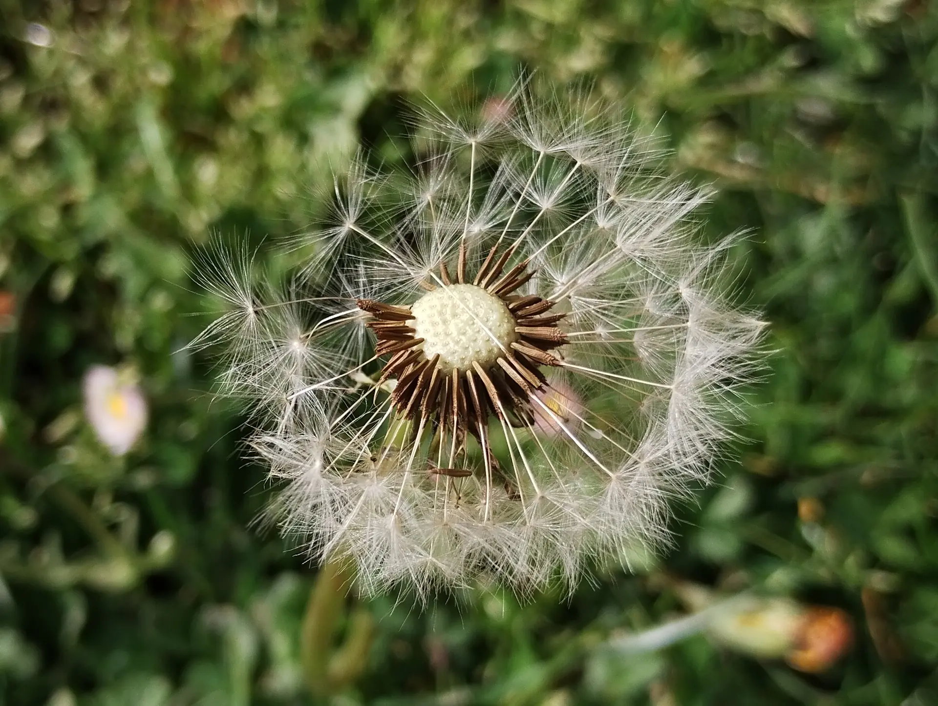 img/taraxacum-7.webp