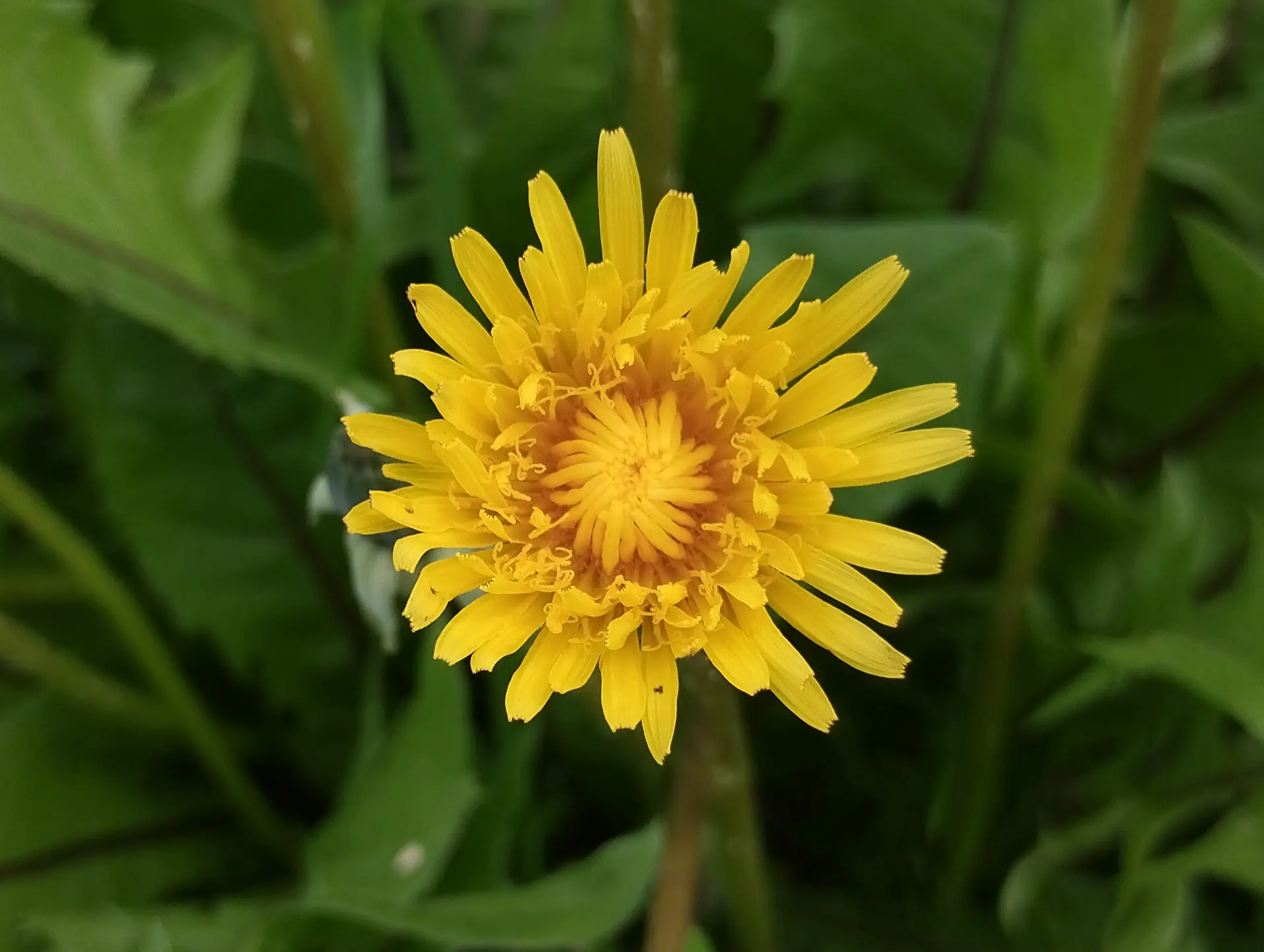 img/taraxacum.webp