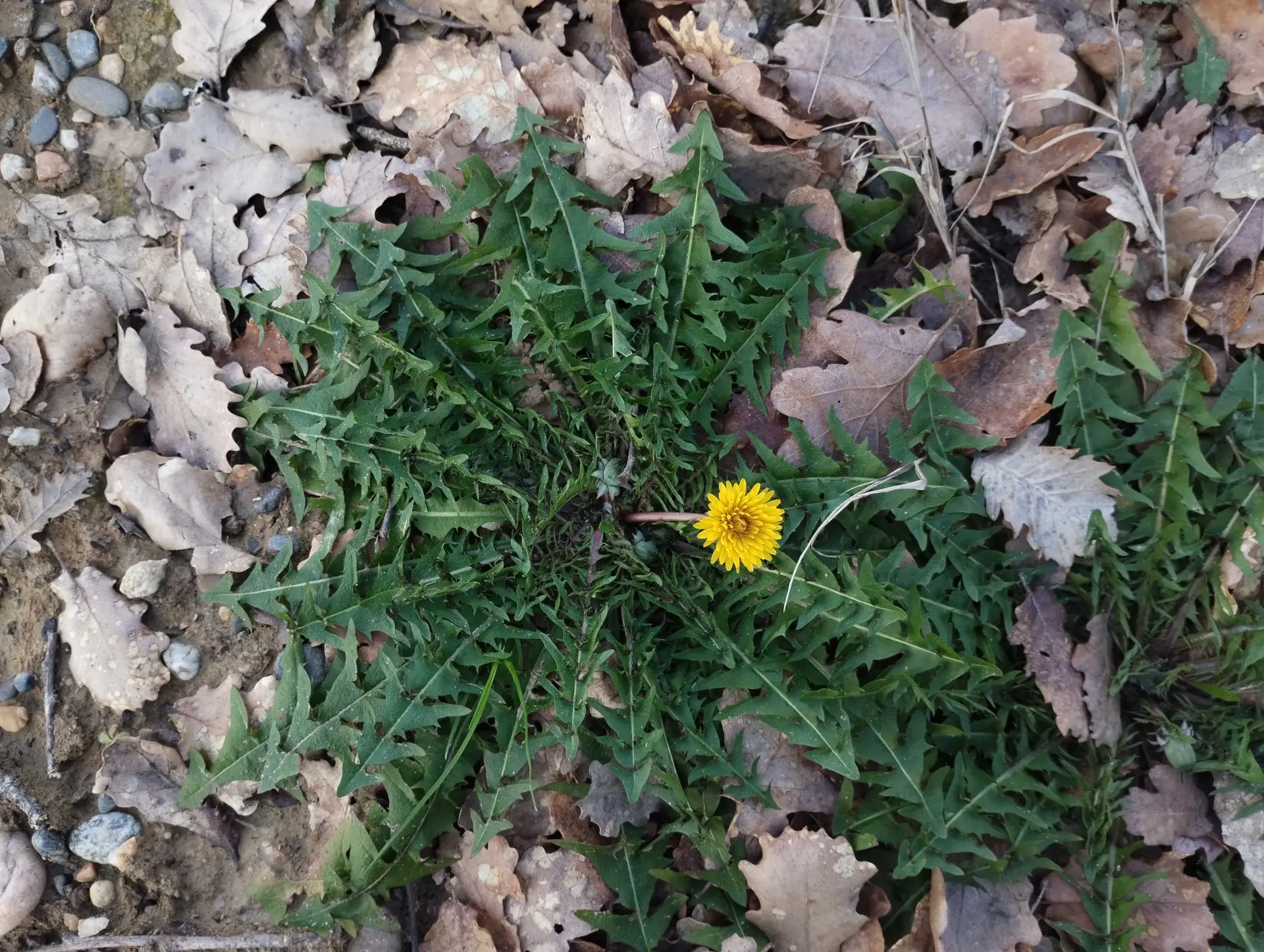 img/taraxacum-sect-erythrosperma-2.webp