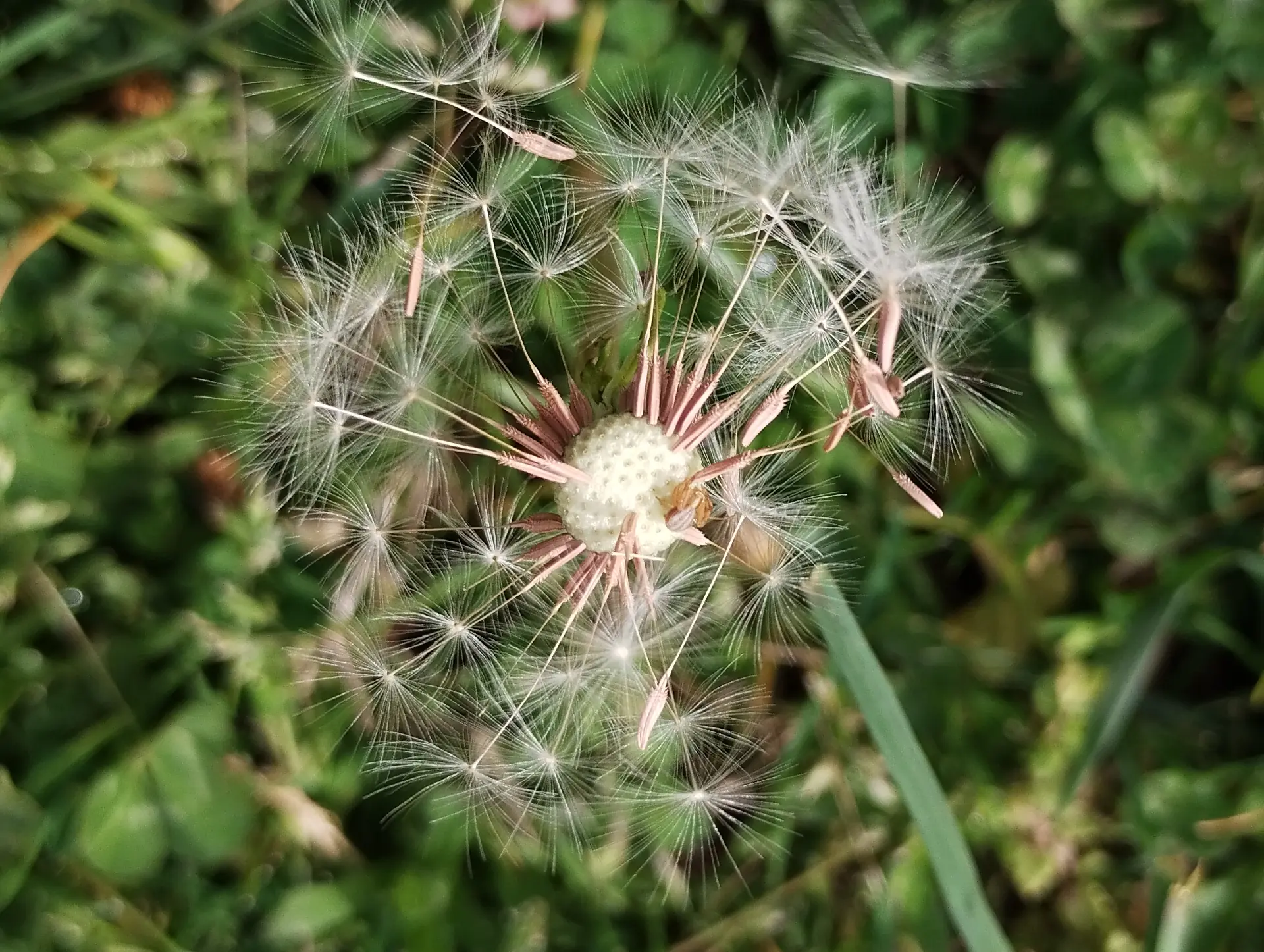 img/taraxacum-sect-erythrosperma-3.webp