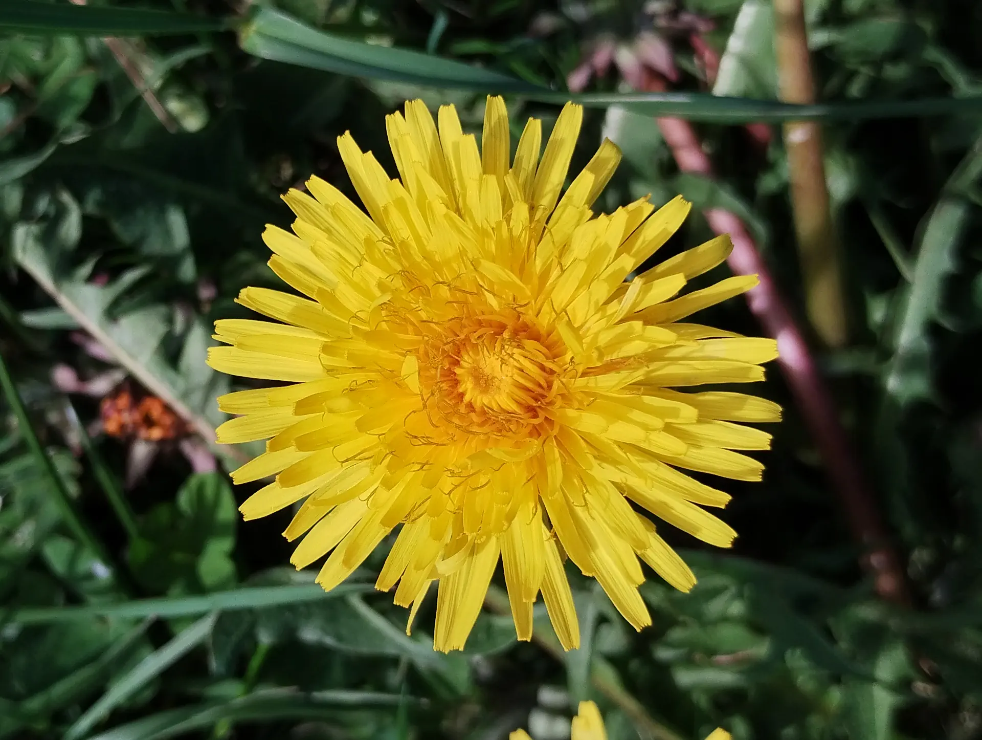 img/taraxacum-sect-erythrosperma-4.webp