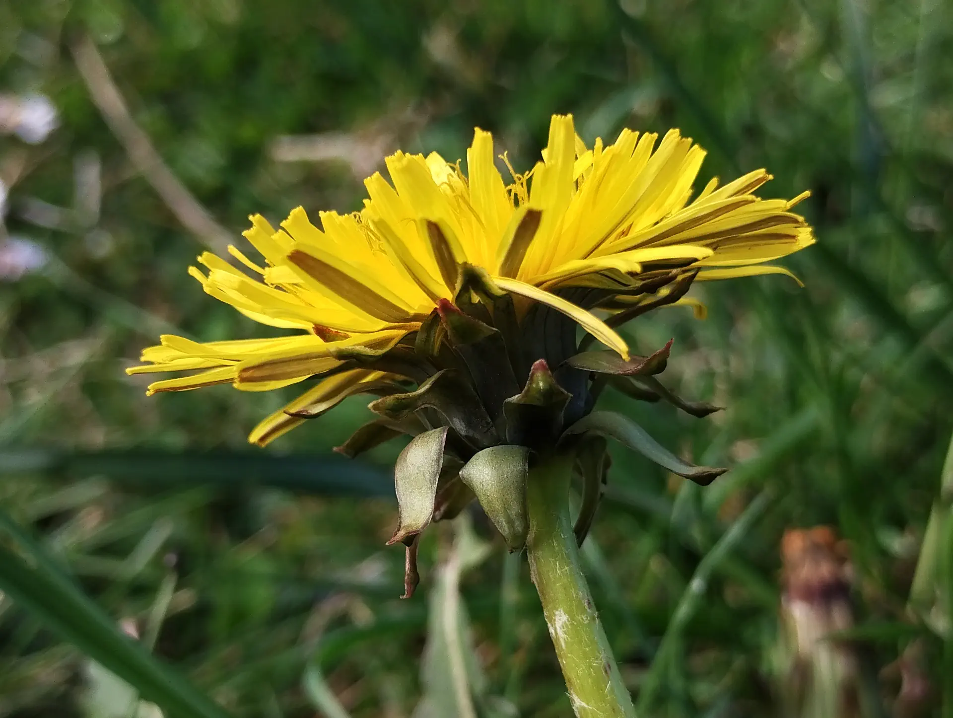img/taraxacum-sect-erythrosperma-5.webp