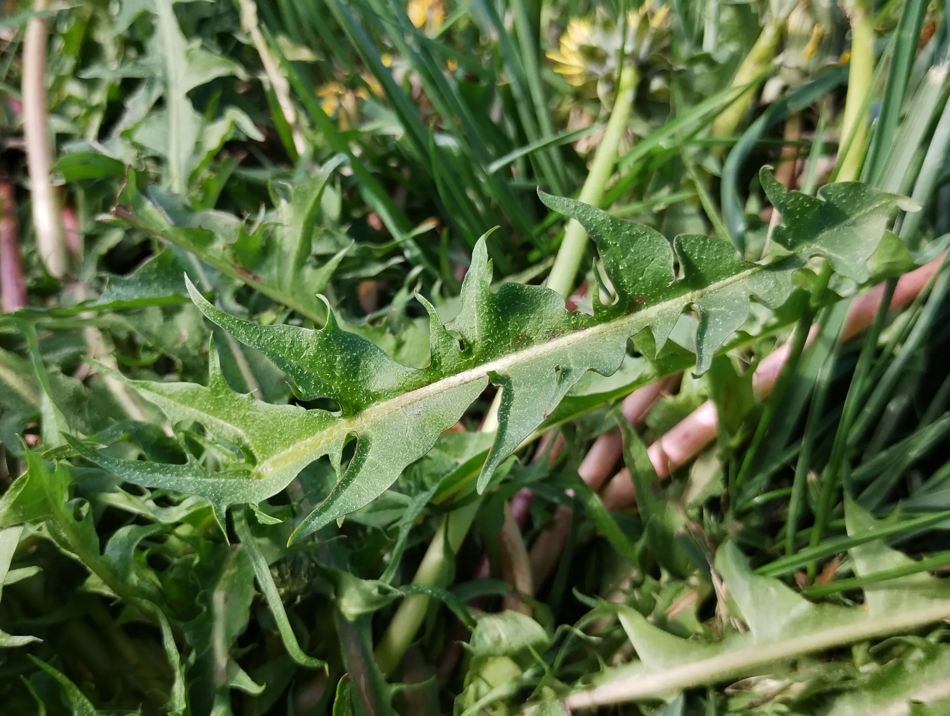 img/taraxacum-sect-erythrosperma-6.webp