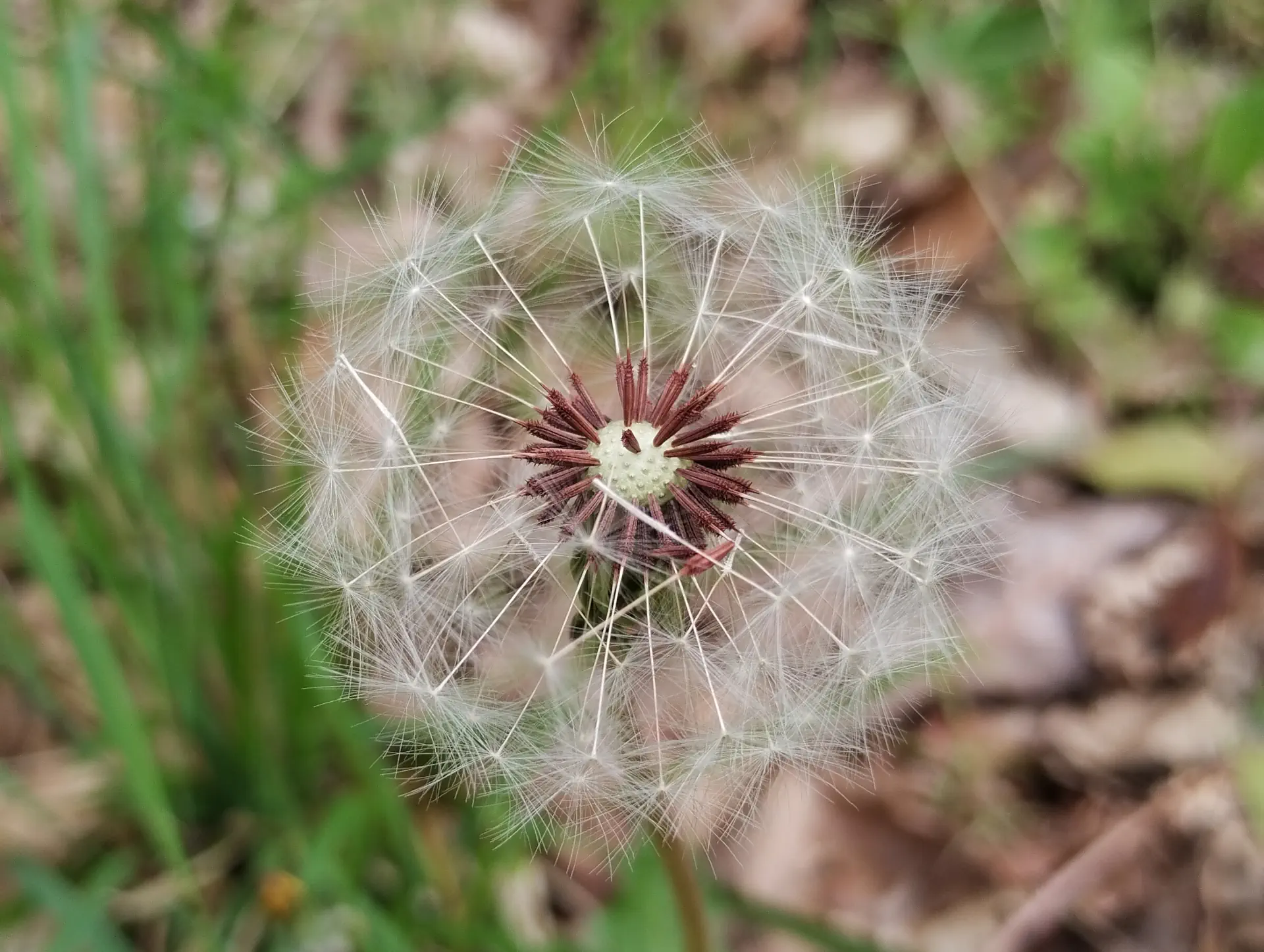 img/taraxacum-sect-erythrosperma-8.webp
