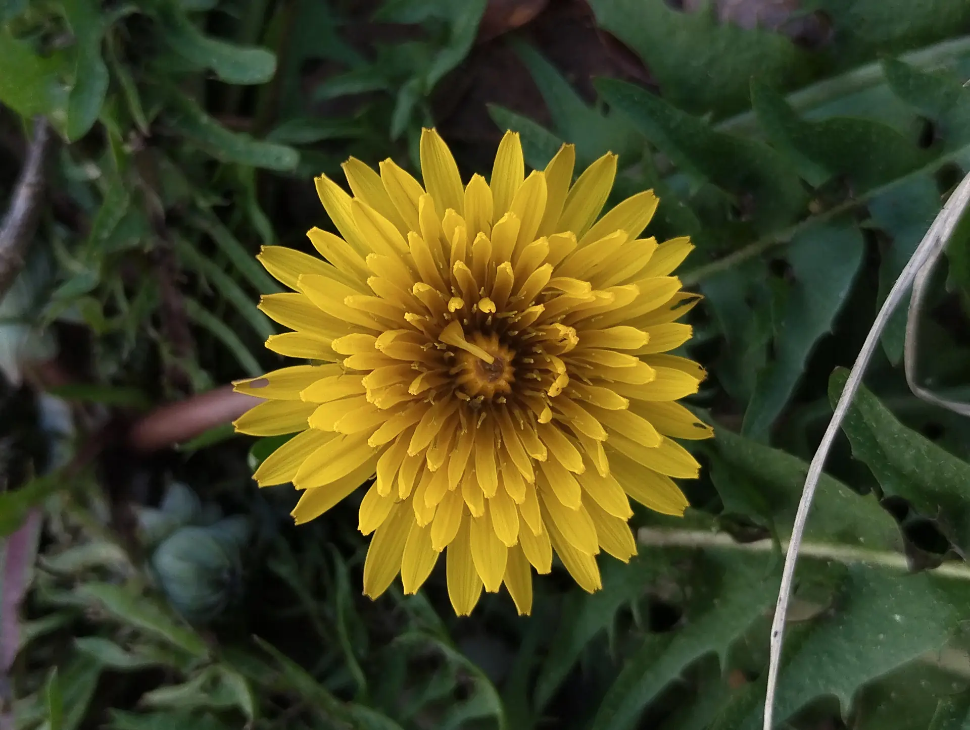img/taraxacum-sect-erythrosperma.webp