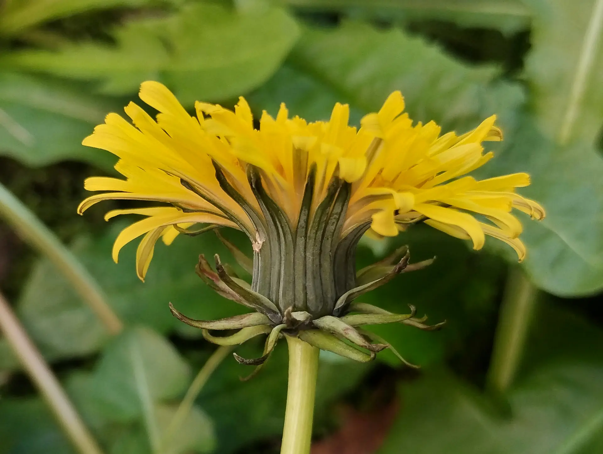 img/taraxacum-sect-taraxacum-2.webp