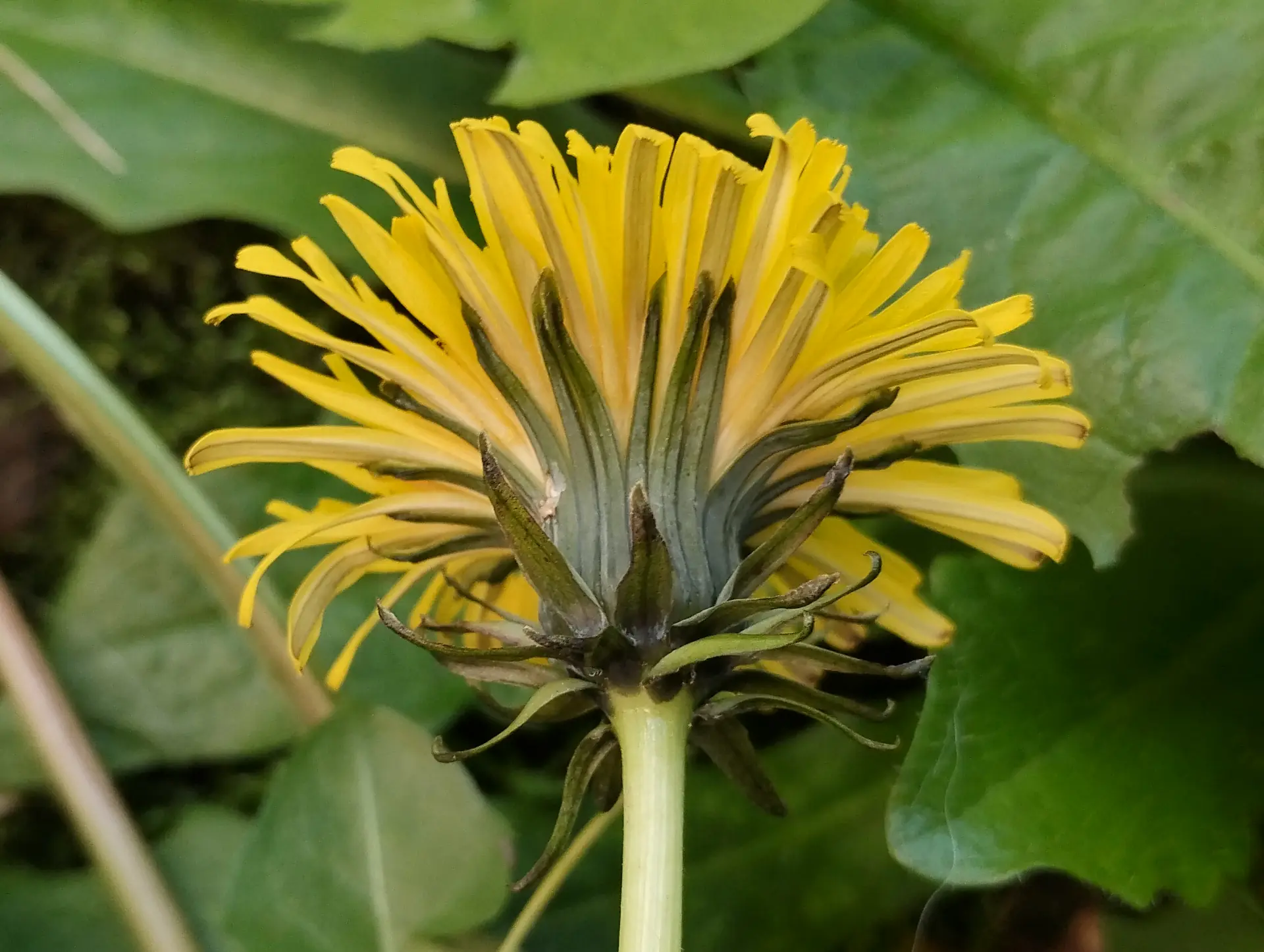 img/taraxacum-sect-taraxacum-3.webp
