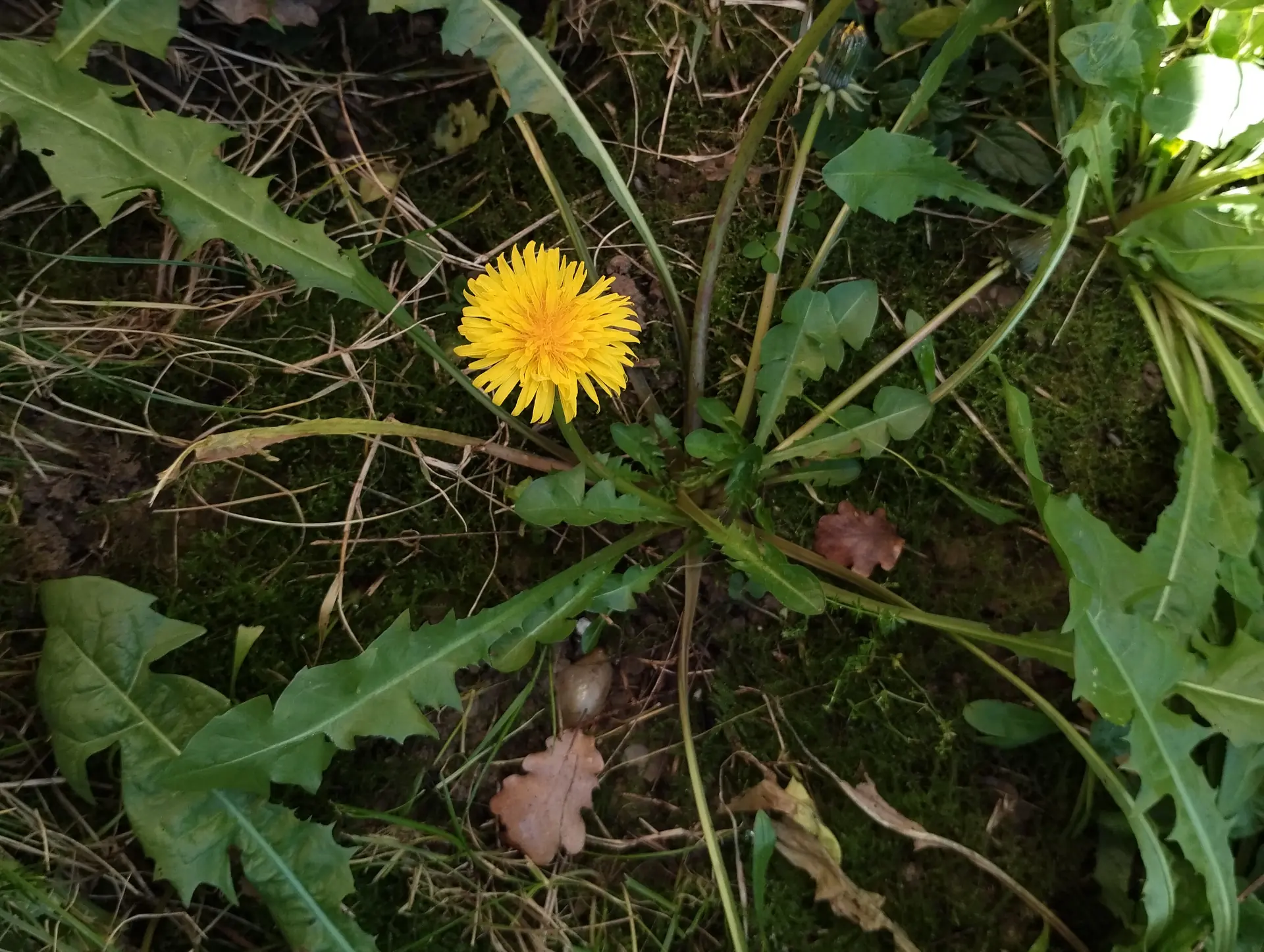 img/taraxacum-sect-taraxacum-4.webp