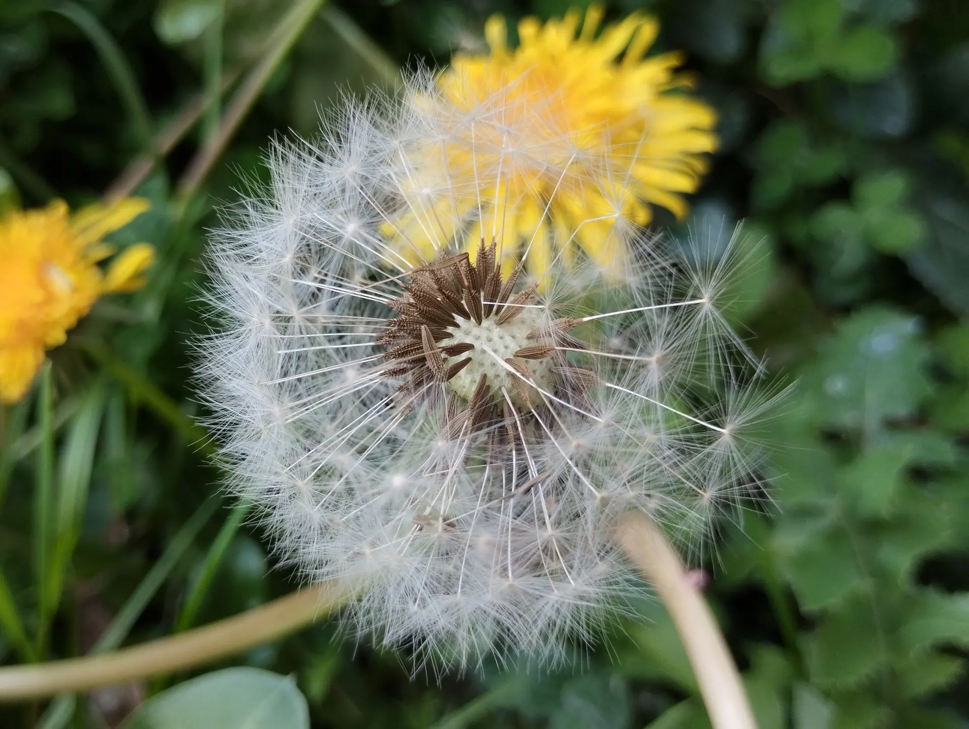 img/taraxacum-sect-taraxacum-6.webp