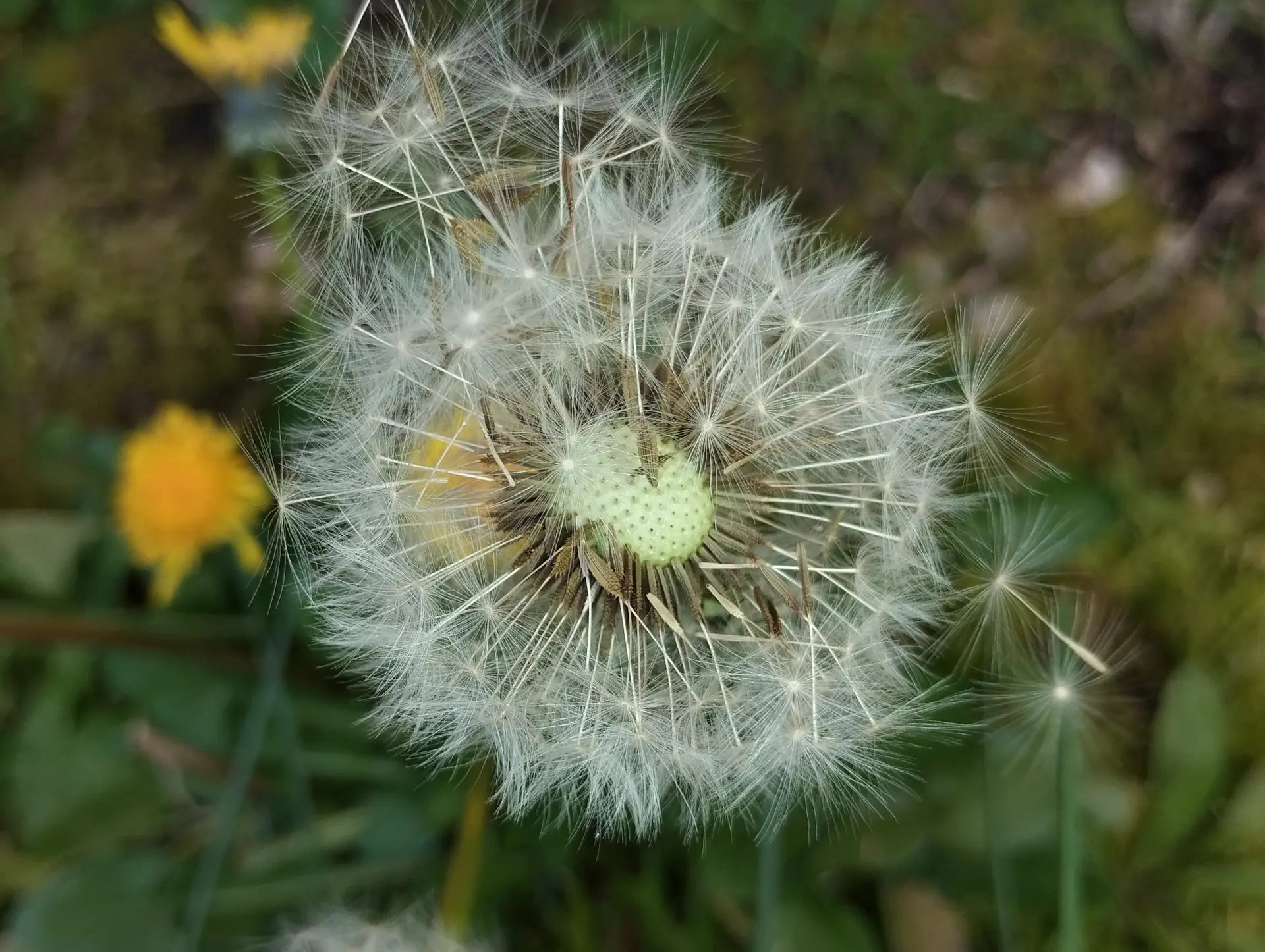 img/taraxacum-sect-taraxacum-7.webp