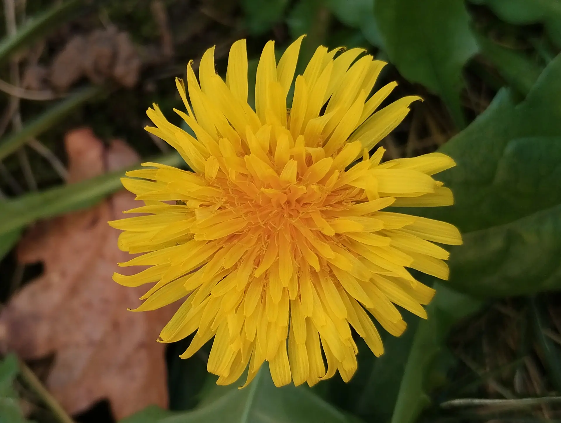img/taraxacum-sect-taraxacum.webp