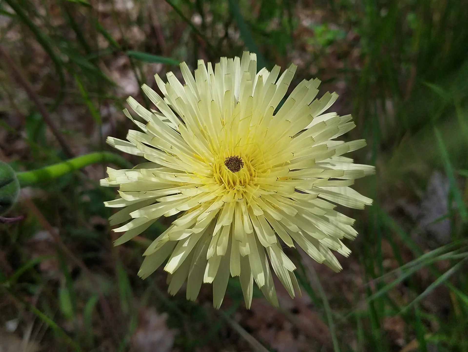 img/urospermum-dalechampii.webp