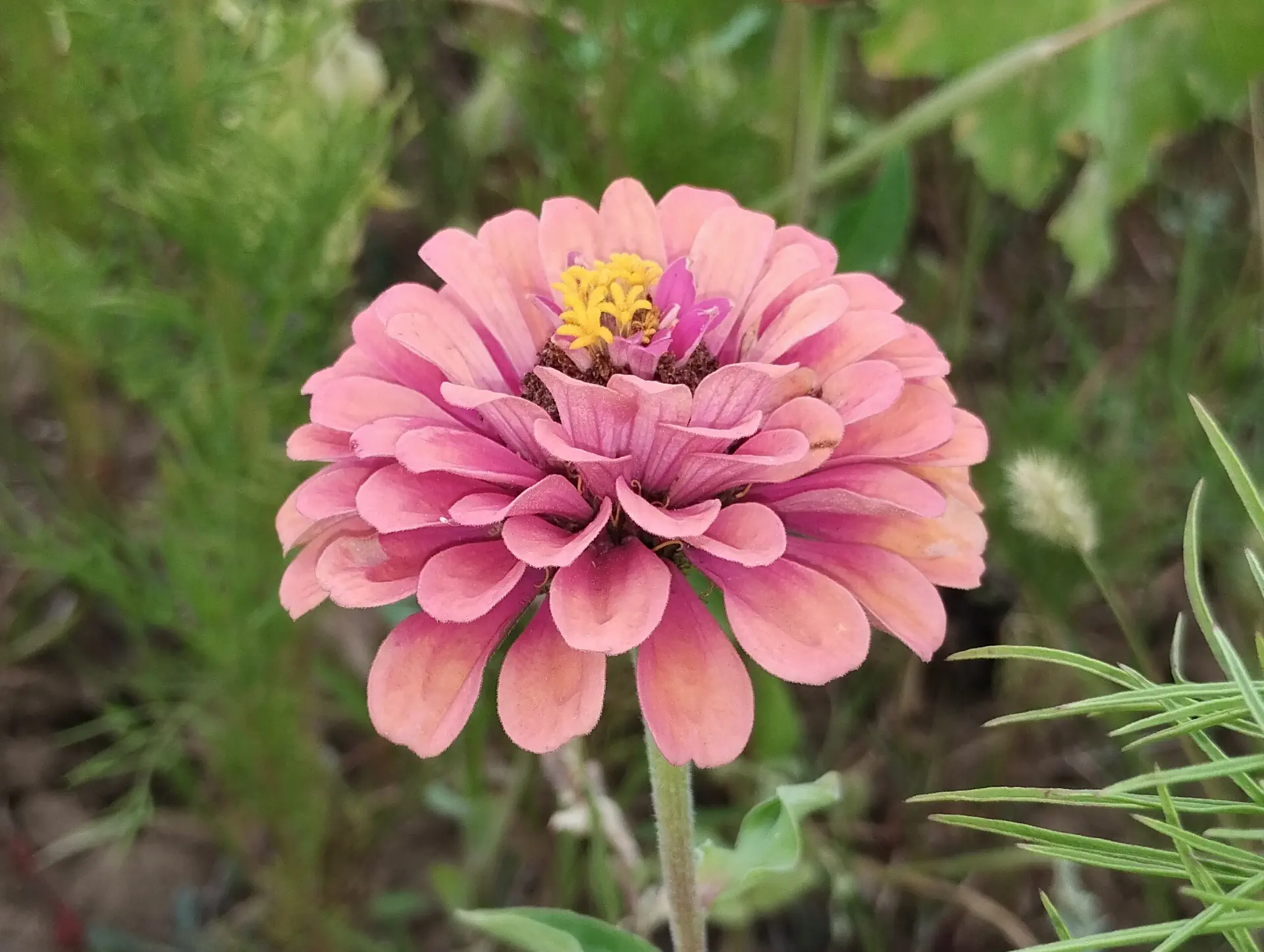 img/zinnia-elegans-10.webp