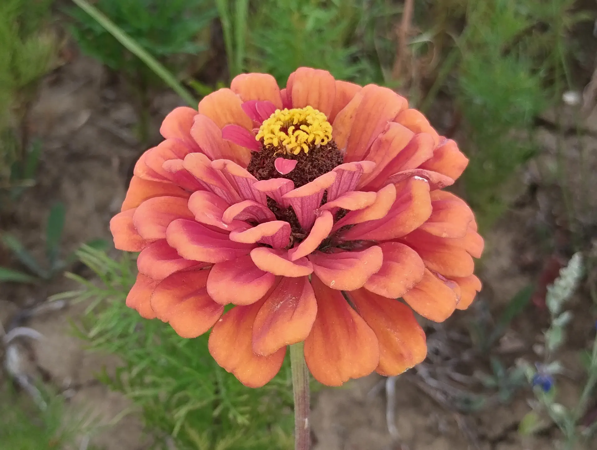 img/zinnia-elegans-11.webp
