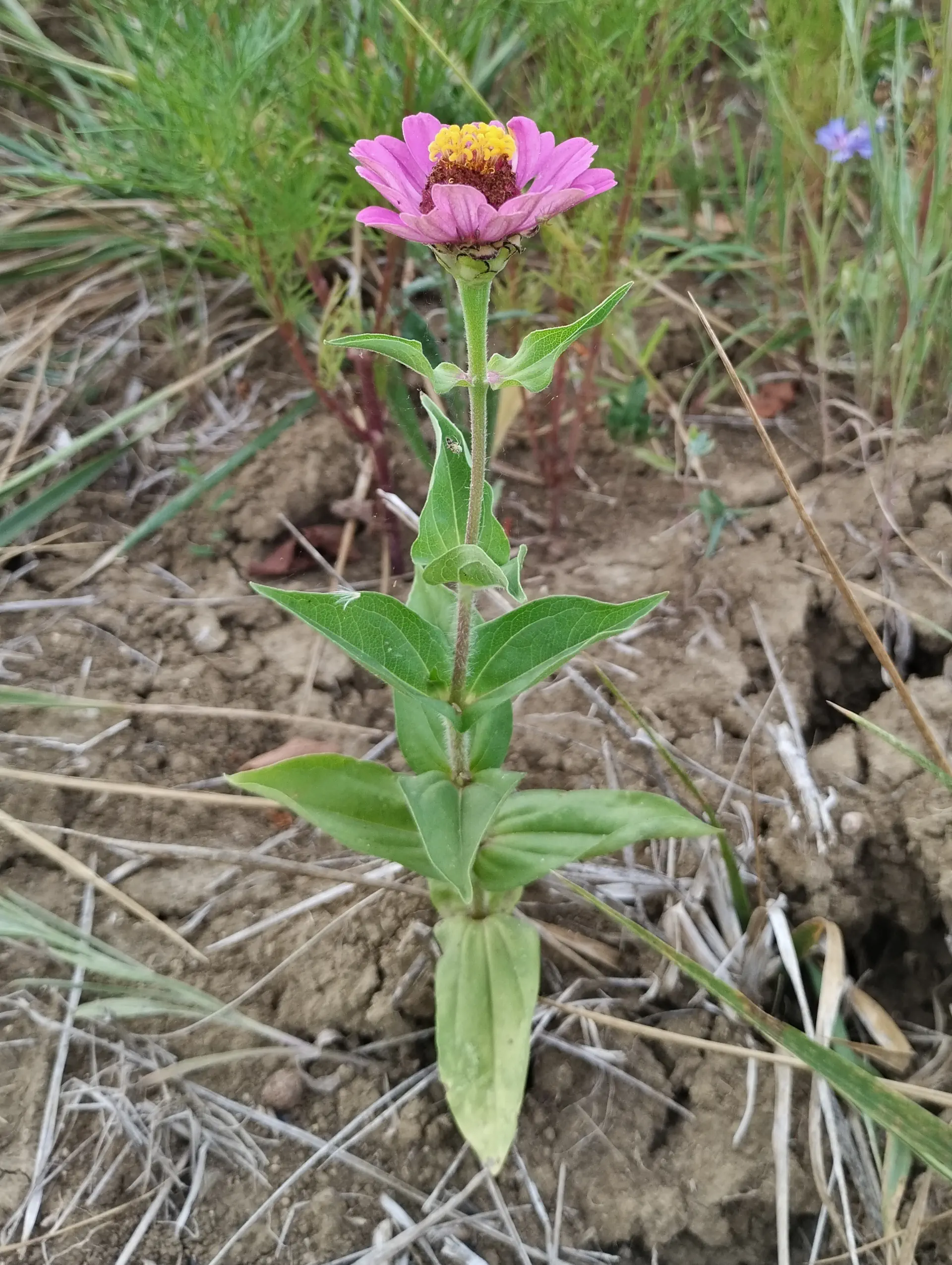 img/zinnia-elegans-12.webp