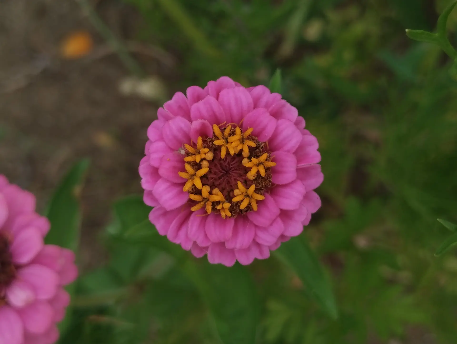 img/zinnia-elegans-2.webp