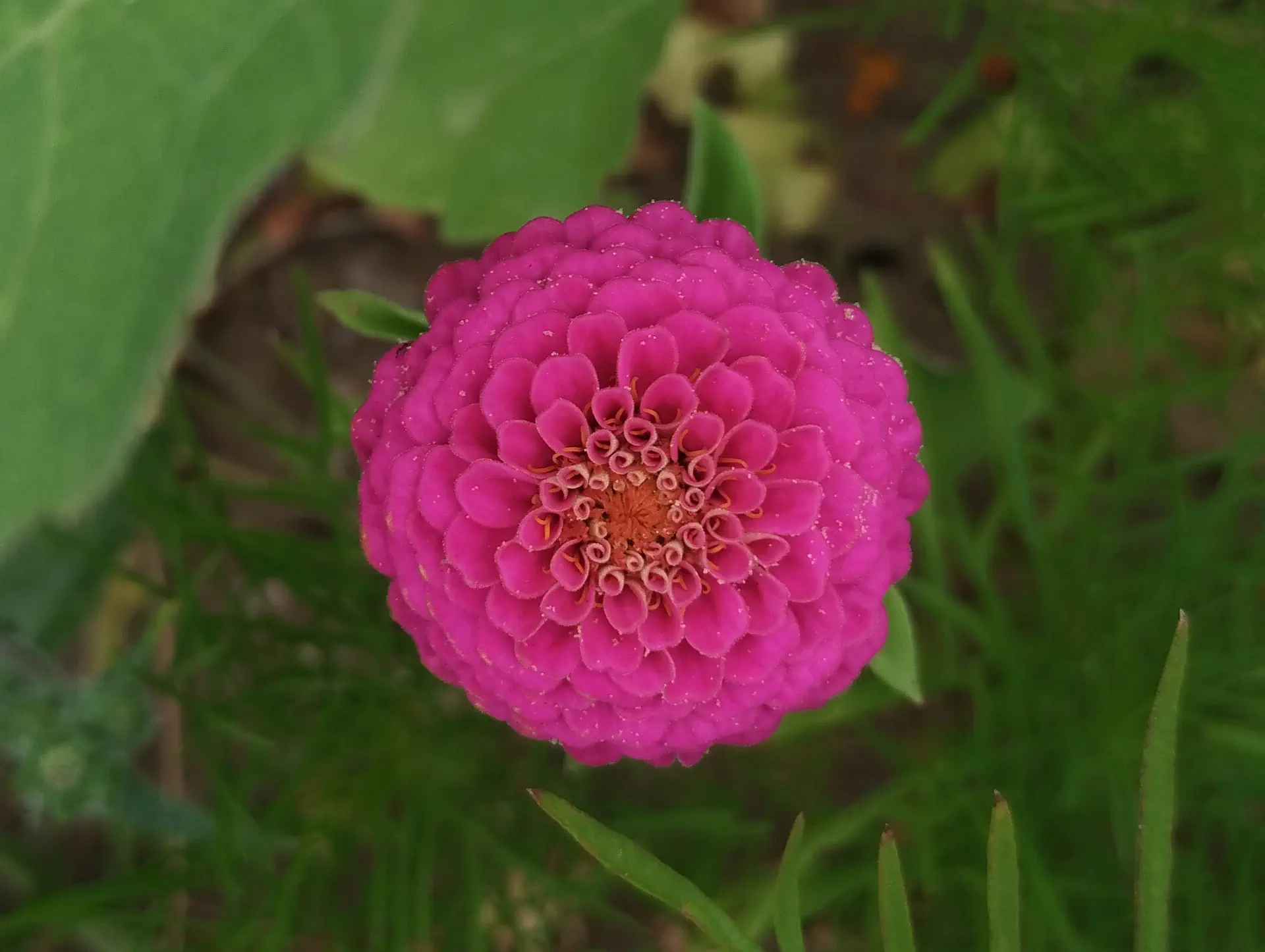 img/zinnia-elegans-3.webp