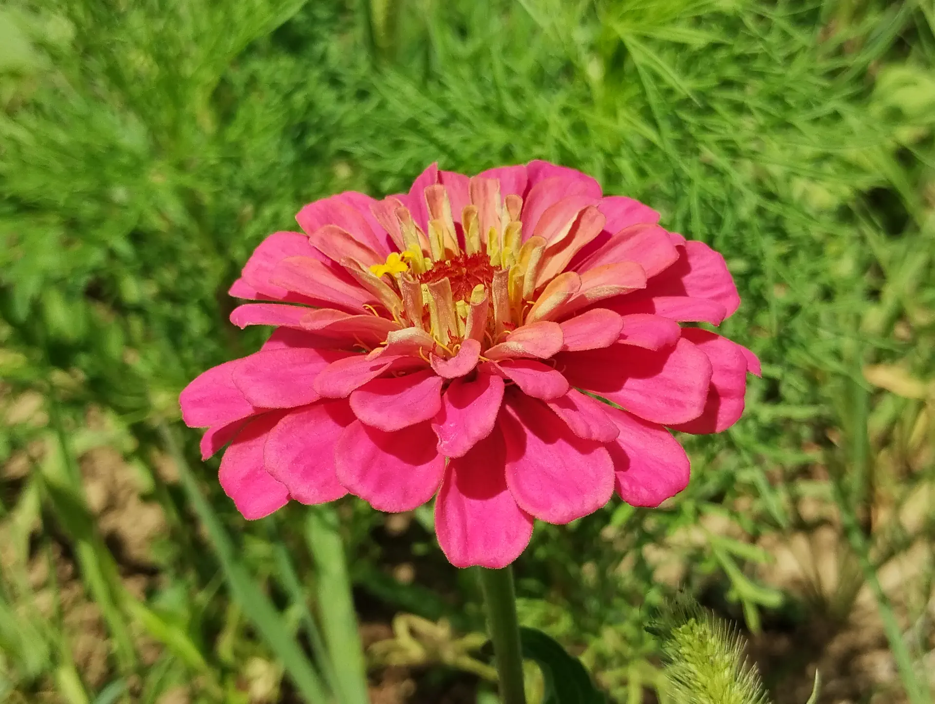 img/zinnia-elegans-4.webp