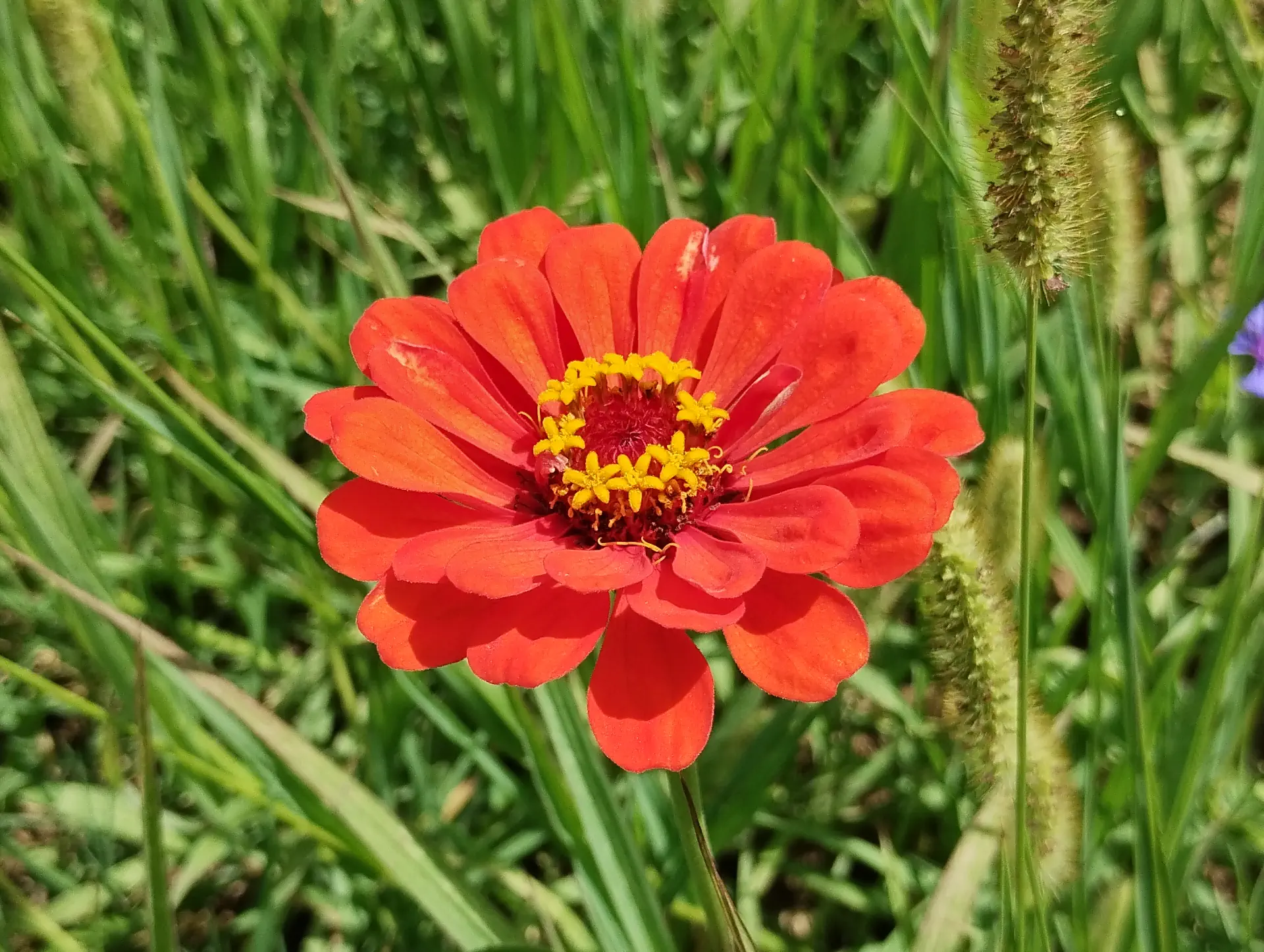 img/zinnia-elegans-5.webp