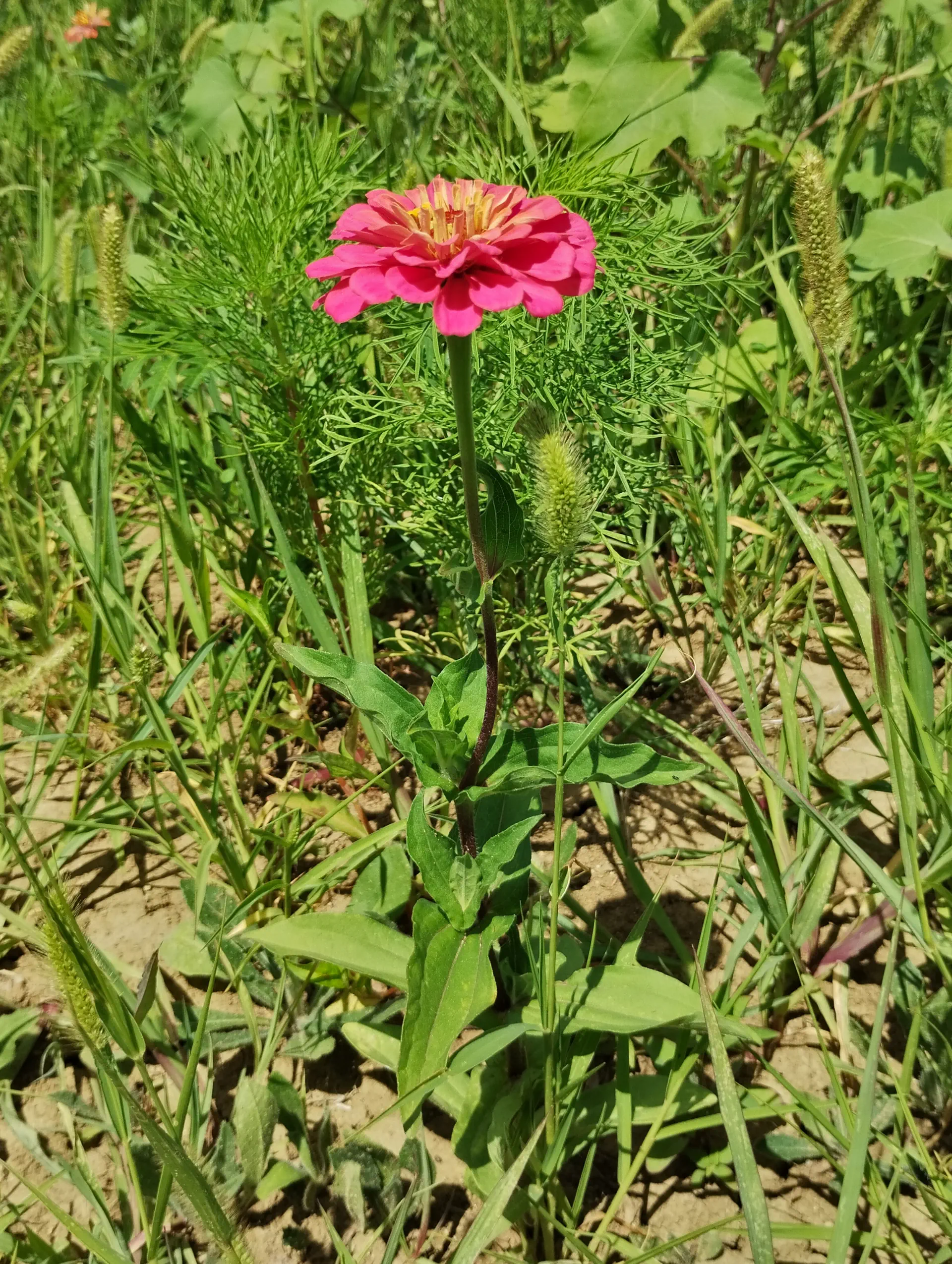img/zinnia-elegans-6.webp