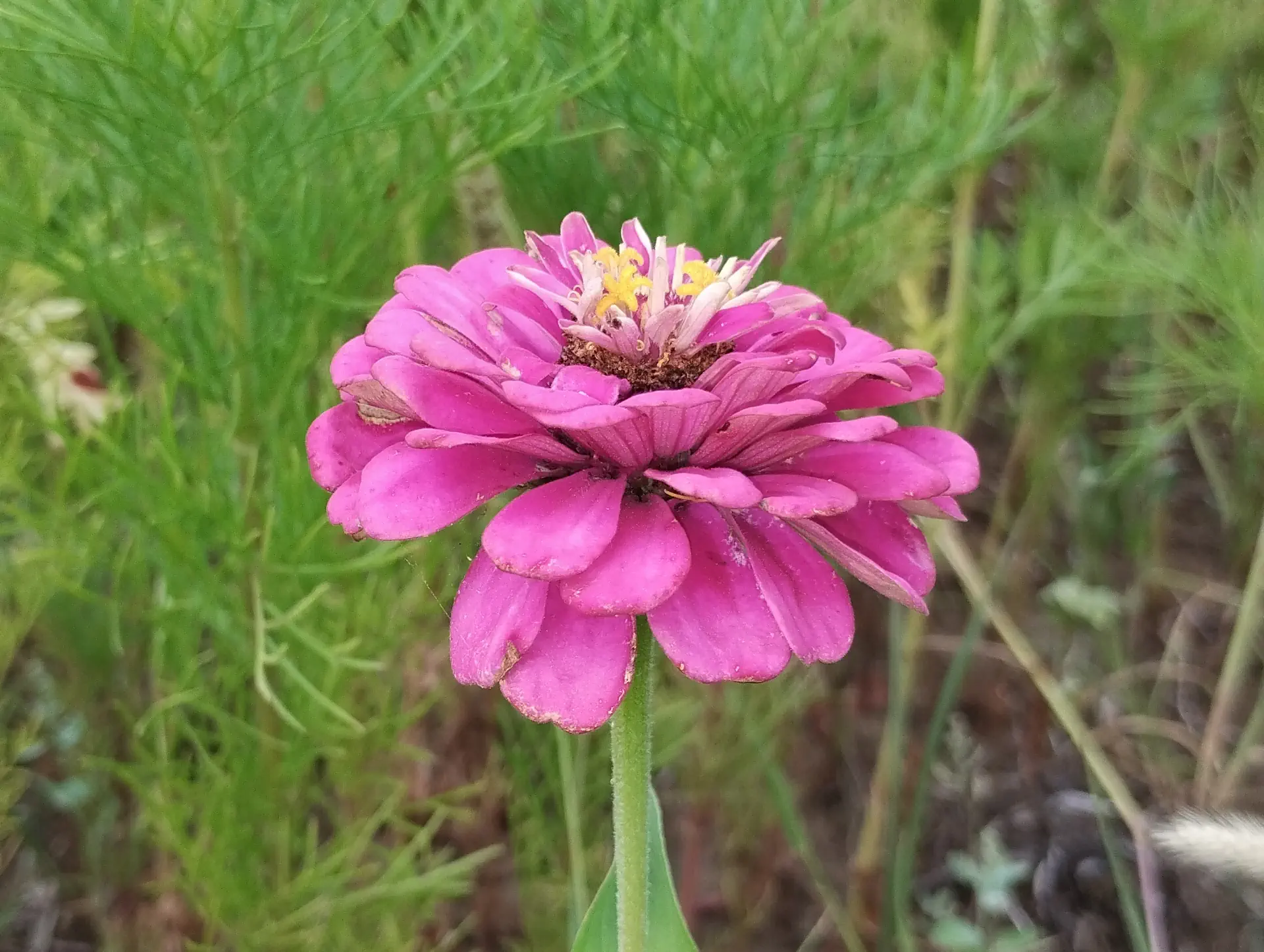 img/zinnia-elegans-7.webp