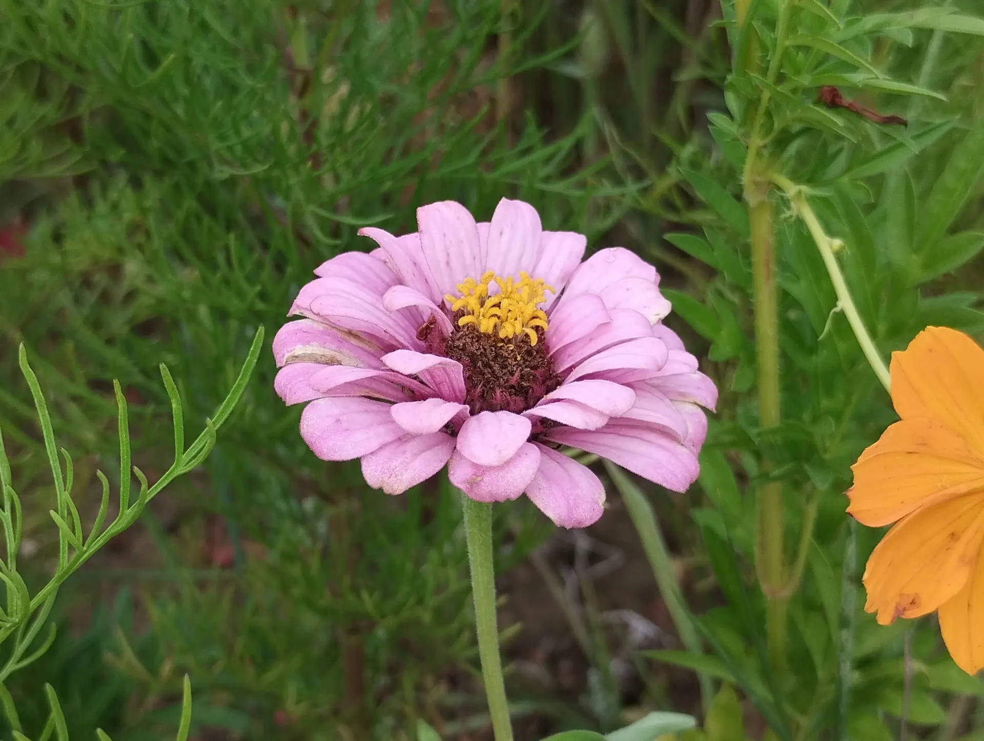 img/zinnia-elegans-8.webp