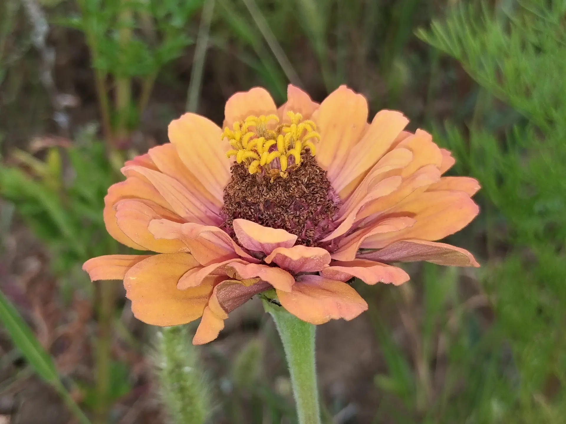 img/zinnia-elegans-9.webp