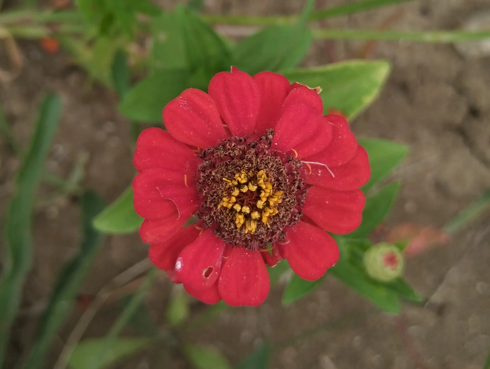 img/zinnia-elegans.webp