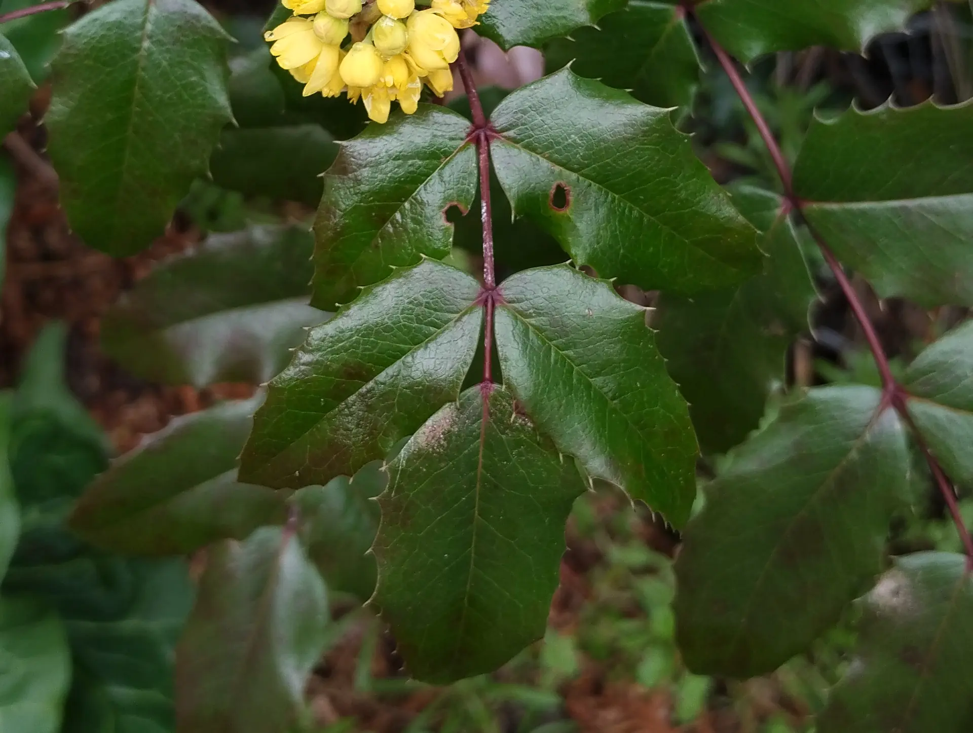 img/berberis-aquifolium-2.webp